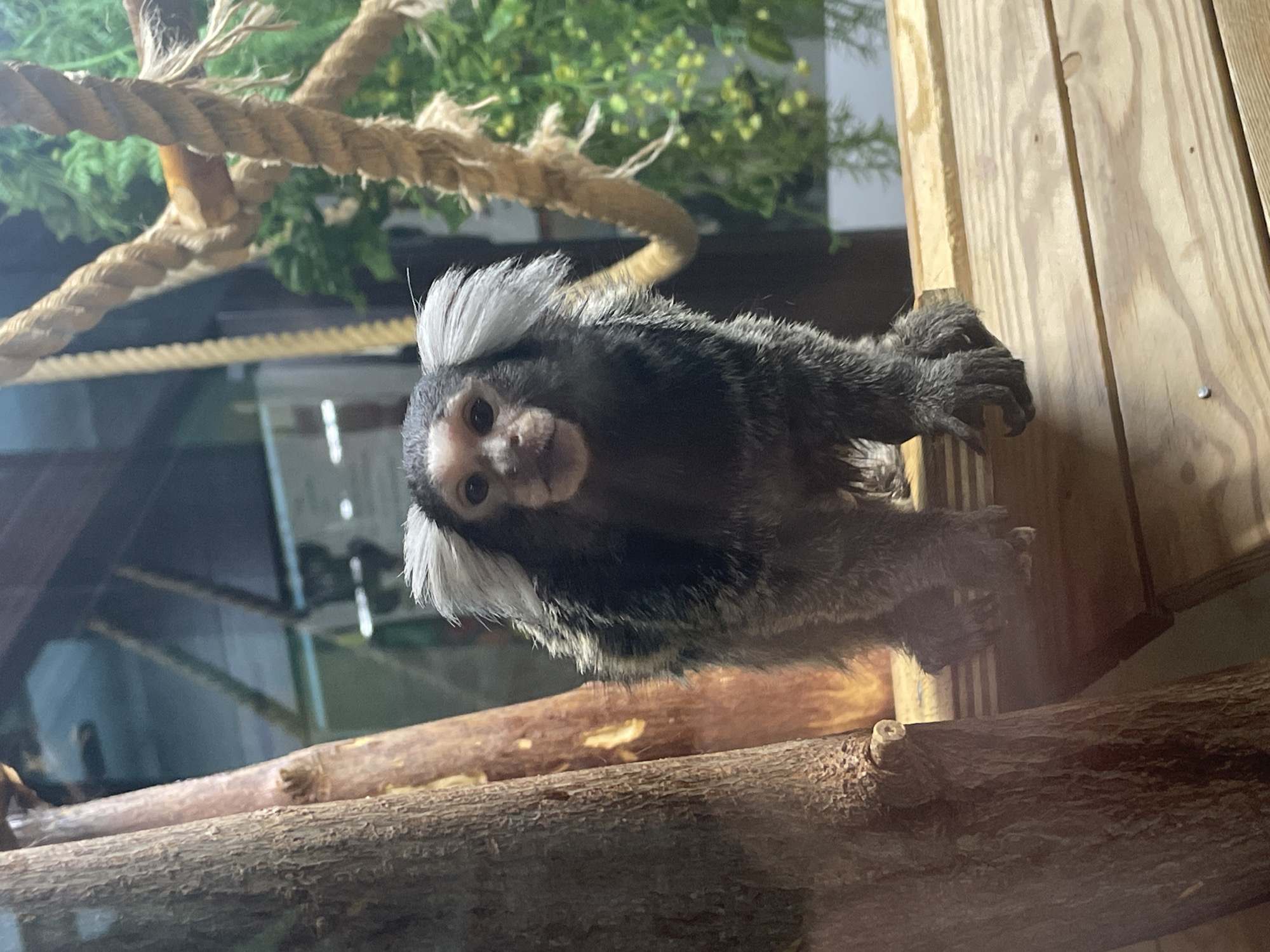 A close-up, eye-level shot captures a small monkey with striking white tufts of fur on its ears, looking directly at the camera. The monkey's fur is predominantly dark gray and black, with some lighter brown and white markings on its face. Its paws, visible at the bottom of the frame, are delicate and grasping. The monkey is positioned on a wooden platform, which appears to be part of an enclosure. To the left of the monkey, a rough-barked tree trunk is prominent, running vertically through the frame. Behind the monkey, a thick rope hangs diagonally, and blurred green foliage suggests a naturalistic habitat or artificial greenery within the enclosure. The background is out of focus, showing indistinct shapes that could be part of the zoo or enclosure infrastructure. No specific location within Izhevsk, Russia, can be determined from the image.