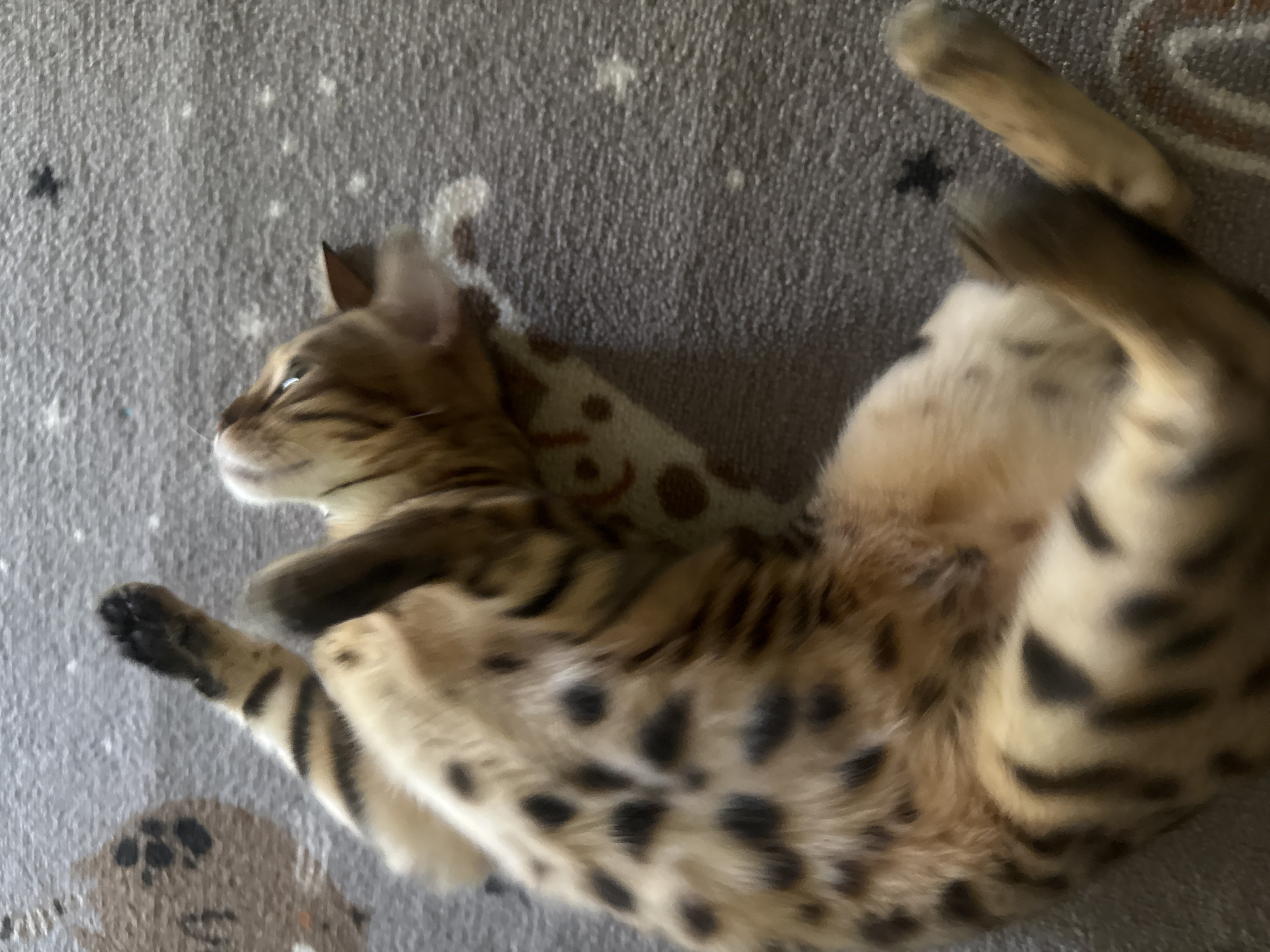 A Bengal cat is lying on its back on a grey carpet with a spotted pattern. The cat has tan fur with black spots and stripes. Its paws are extended upwards, and its head is turned to the left, looking upwards. The carpet has a faint star pattern visible. The image is taken from a high angle, looking down at the cat. There are no people or any other identifiable objects in the scene. The location of Partenit, Ukraine is not discernible from the image.