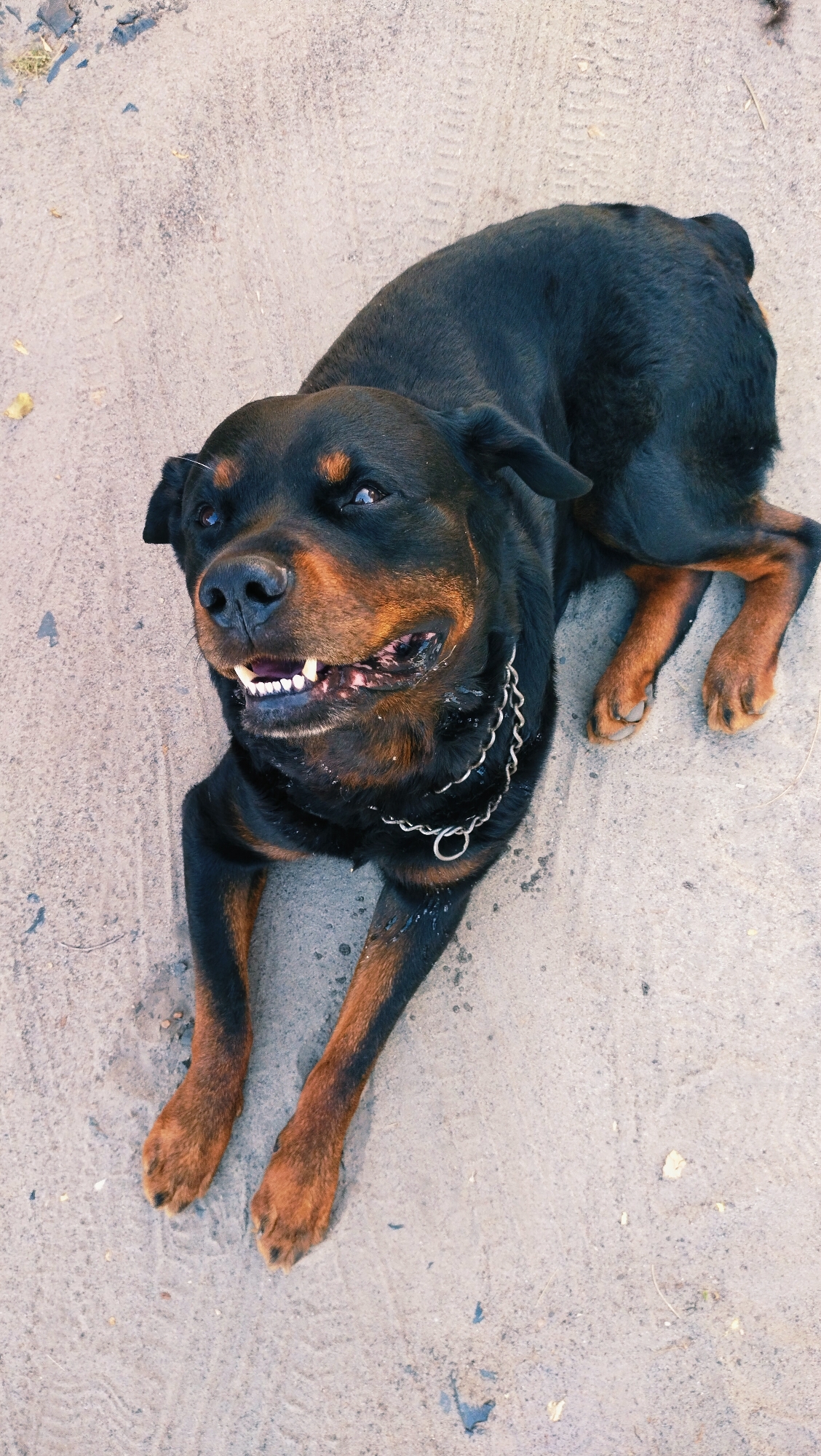 A Rottweiler dog is lying on a sandy, dirt surface, looking up at the camera with a slight grin. The dog has black fur with tan markings on its face, chest, and legs. It is wearing a silver chain collar. The ground is a light tan color and appears to be outdoors. There are some scattered leaves and debris on the ground. The overall impression is of a dog relaxing or playing on a warm day. The location in Horishni Plavni, Ukraine, is a general geographic identifier and does not provide specific environmental context to the image itself.