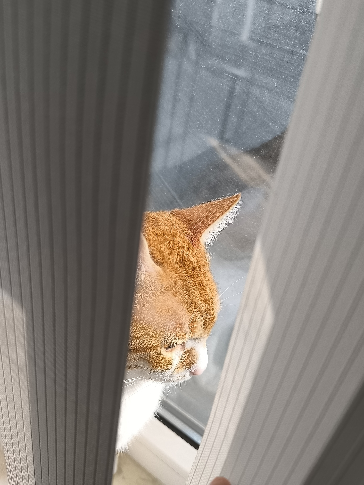 An orange tabby cat is partially visible behind a vertically striped curtain or blind. The cat is positioned near a window, indicated by the blurry background visible through the window. The cat's head is mostly visible from the ear to the nose, with a white patch visible on its face. The image is taken indoors. No information is available to confirm the location to be Varna, Bulgaria.