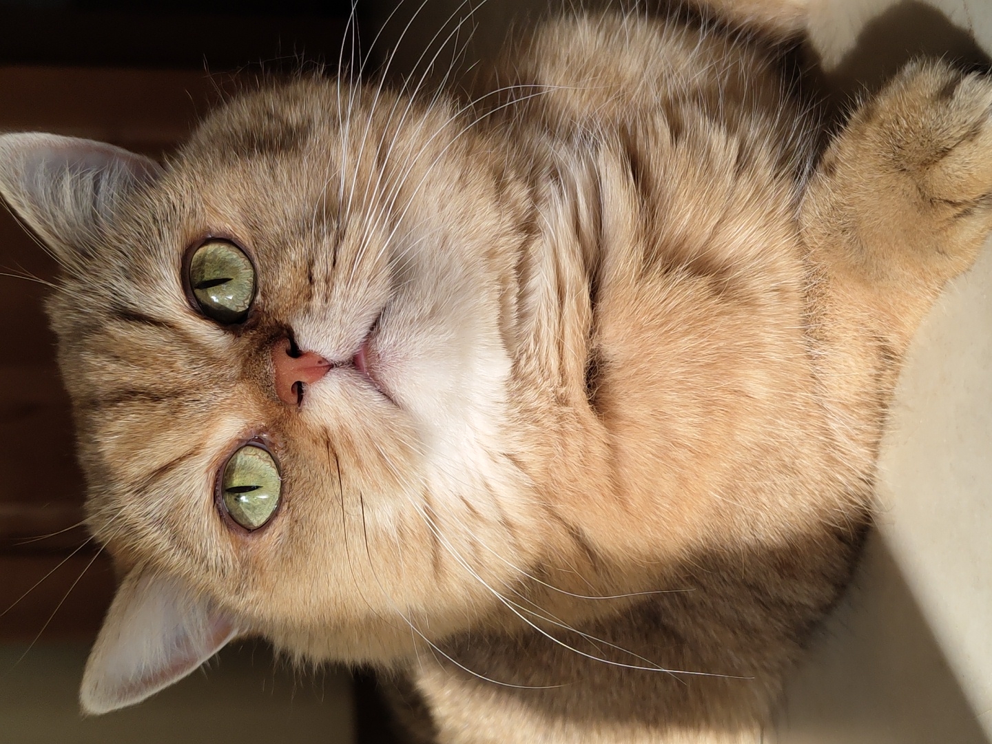 A close-up, portrait-style photograph captures a golden British Shorthair cat with striking green eyes. The cat is lying down, facing the camera directly, with its head slightly tilted upwards. Sunlight illuminates its face and body, creating strong shadows that highlight the texture of its fur. The background is blurred, but appears to be an indoor setting with hints of a wooden surface and a lighter area that might be a wall or floor. The cat's expression is calm and alert, with its whiskers fanned out. There are no people or other animals visible in the frame. The image does not provide any information that would allow for the determination of its location in Krasnodar, Russia.