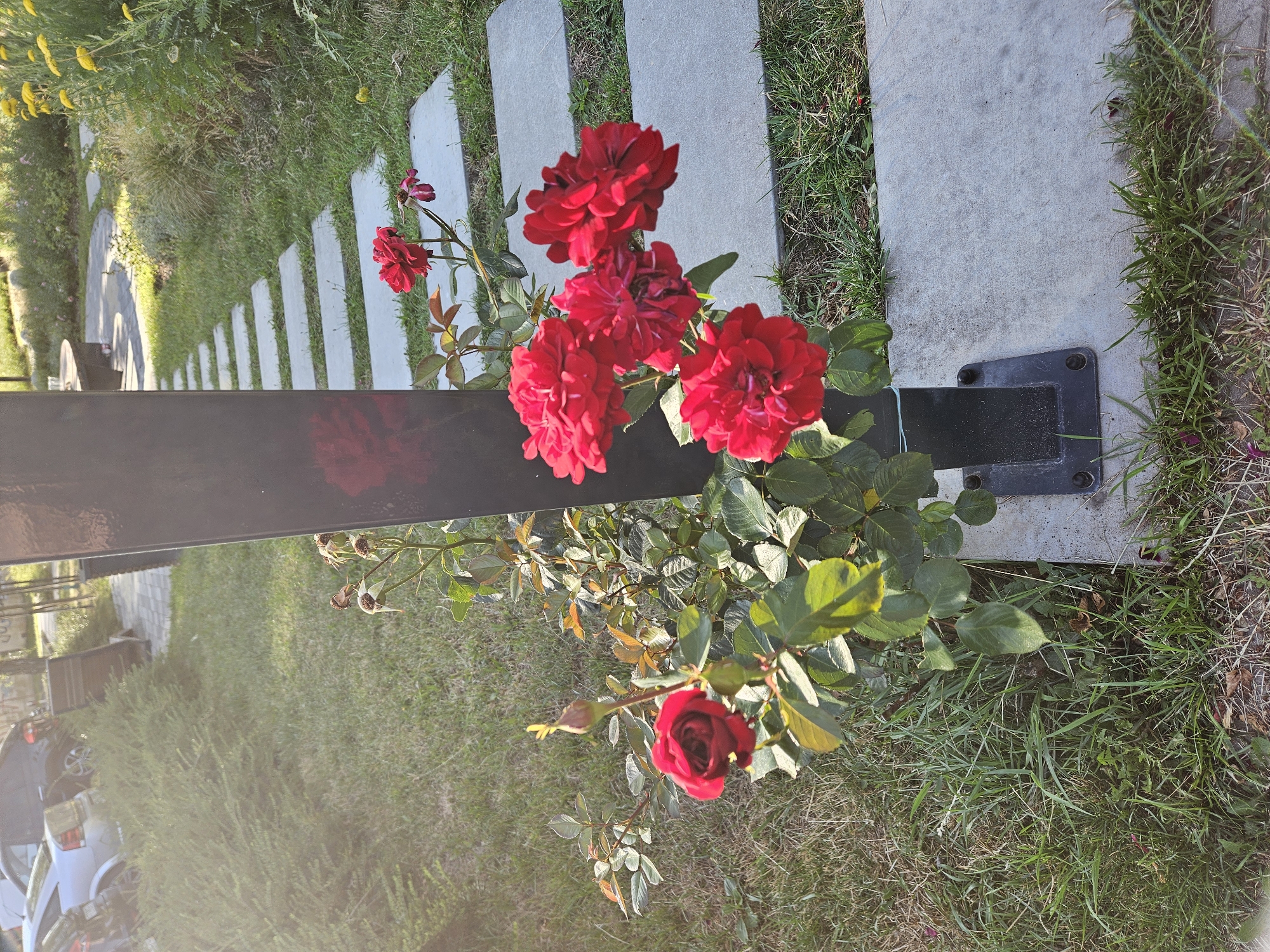 A close-up, eye-level shot captures a cluster of vibrant red roses in full bloom, their petals ruffled and velvety. One rose, slightly apart from the others, is a deep crimson and appears to be fully open, while a bud alongside it is just beginning to unfurl. The roses are attached to a dark metal post that is anchored to a concrete slab, suggesting it is part of a garden feature or pathway.
The background reveals a well-maintained garden with a stepping stone pathway made of light gray concrete slabs, arranged linearly. Lush green grass surrounds the pathway, and in the distance, yellow flowers add a splash of color to the scene. The sunlight casts a warm glow, highlighting the textures of the roses and the greenery. On the left side of the image, a silver car is partially visible, suggesting an urban or suburban setting. The presence of cars and paved pathways, along with the manicured garden, points towards a residential area or a public park within the city of Rzeszów, Poland. The overall impression is one of a serene and picturesque outdoor setting.