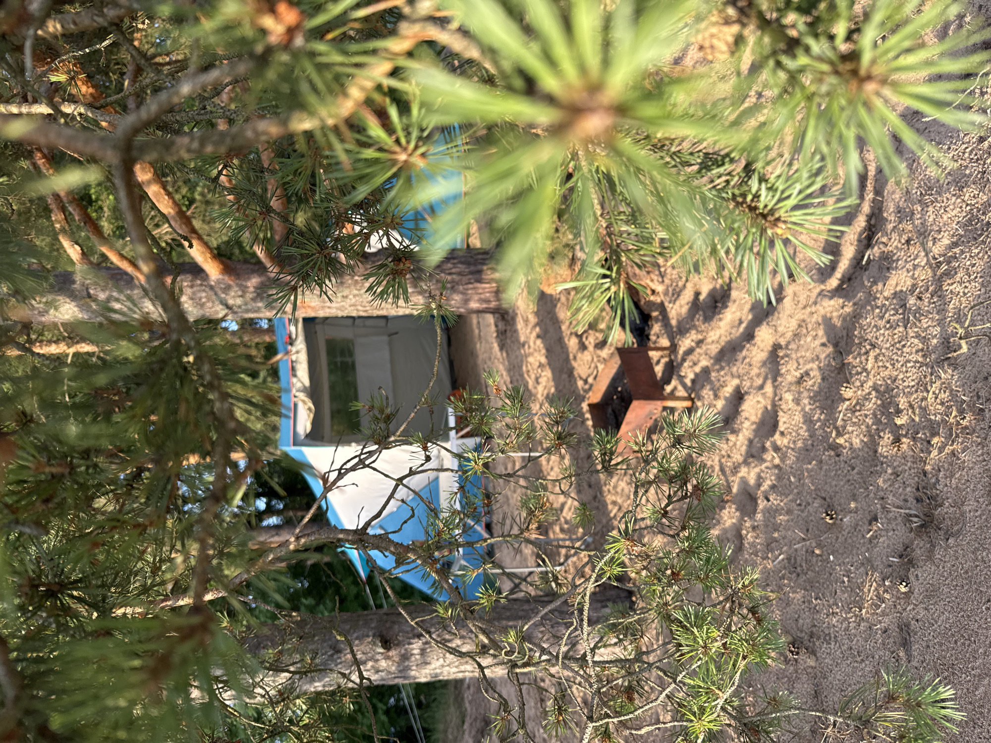 A campsite is set up in a forest clearing. A blue and white tent is pitched among pine trees. A small, rusty metal barbecue pit sits on the sandy ground in front of the tent. Pine needles and cones are scattered across the sand, and the ground is dappled with sunlight and shadow. The image appears to be taken in Zelenaya Roshcha, Russia, suggested by the presence of pine trees typical of the region. There are no people or animals visible in the scene.