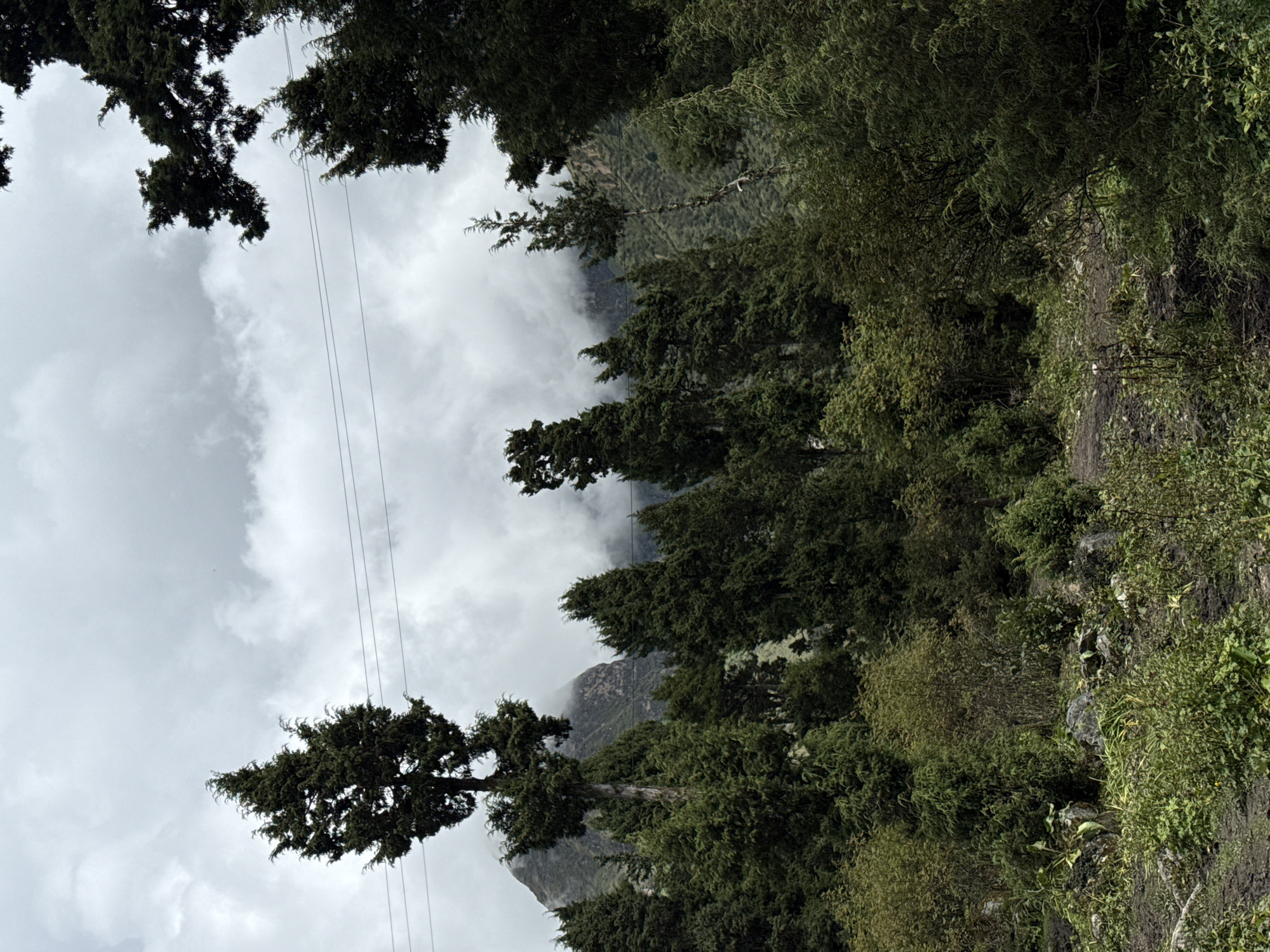 The image captures a view of the forested mountains and cloudy sky near Samagaon, Nepal. In the foreground, dense green foliage, including bushes and trees, occupies the lower portion of the frame. A rough, muddy path is visible in the bottom left, with scattered rocks and vegetation. A tall, slender conifer tree stands prominently in the left-center, its dark green needles stark against the overcast sky. Behind it, a range of mountains rises, partially obscured by thick, gray clouds. More evergreen trees fill the middle ground, creating a layered effect. Power lines are visible stretching horizontally across the upper part of the image, connecting to unseen poles. The overall atmosphere is one of natural ruggedness, with a slightly somber mood due to the heavy cloud cover.