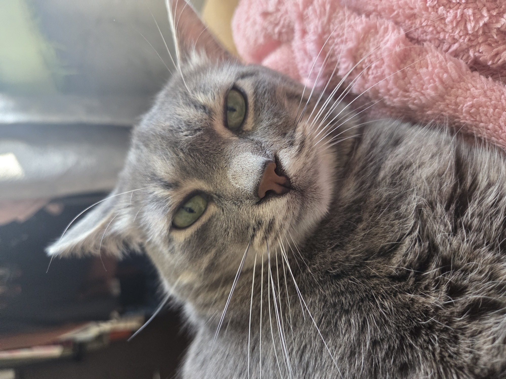 The image is a close-up portrait of a grey tabby cat lying on a pink fuzzy blanket. The cat has green eyes and is looking towards the camera with a relaxed expression. The background is blurred, showing hints of a bookshelf and curtains. There is no indication of the location being Minsk, Belarus.
