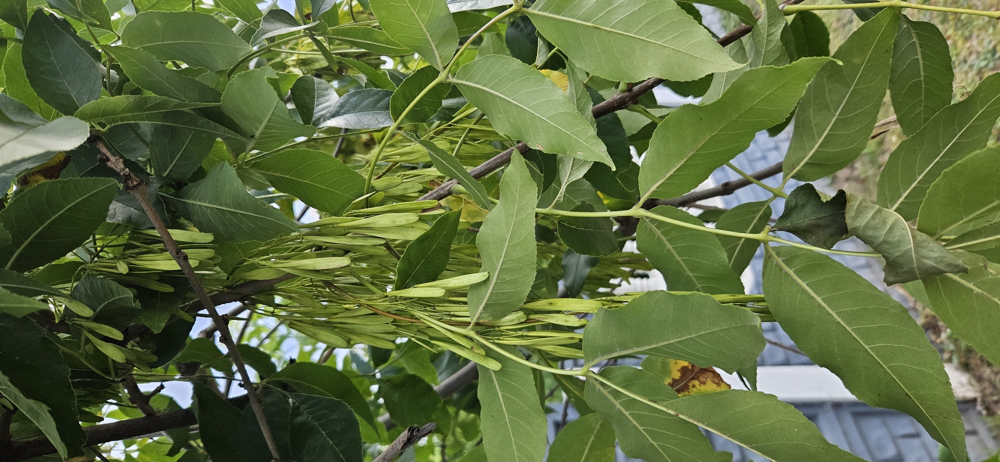 The image is a close-up shot of the branches and foliage of a tree, likely an ash tree, bearing clusters of green samaras (winged seeds). The leaves are compound, with multiple leaflets, and are a vibrant green. Some leaves show signs of drying or minor damage, with brown or yellowing patches. The samaras are elongated and paddle-shaped, hanging in dense groups from thin stems. The background is softly blurred, showing hints of a light-colored structure, possibly a building with horizontal siding, and some ground cover. The overall impression is of a natural scene, likely captured outdoors in a garden or park setting. There is no indication of people or specific landmarks that would pinpoint the location to Vitsebsk, Belarus. The image is focused on the botanical details of the tree's reproductive structures and leaves.