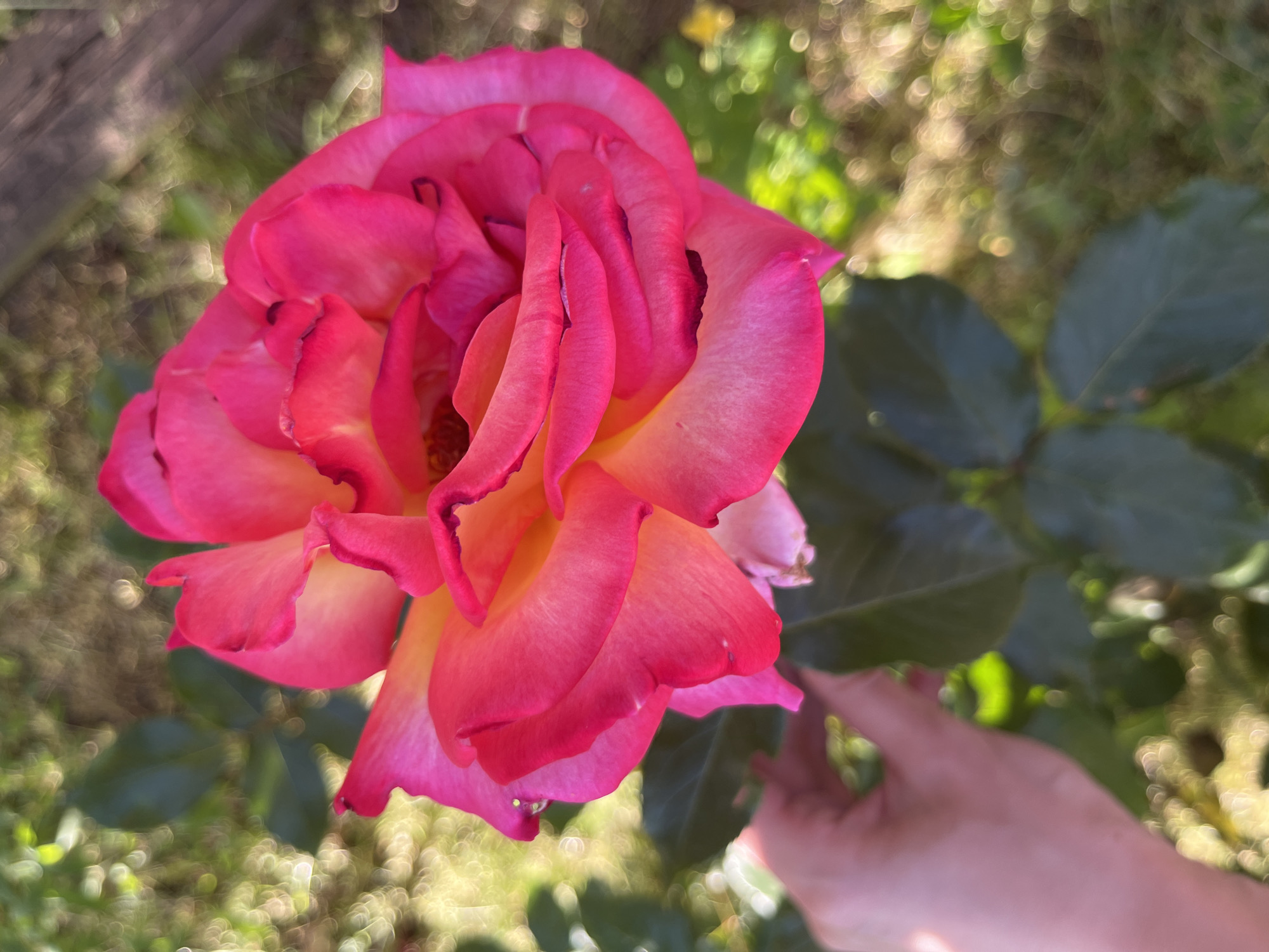 A close-up captures a blooming rose with vibrant pink petals transitioning to a yellow hue at the center, partially obscured by an out-of-focus human hand at the lower right. The backdrop features blurry green foliage and dappled sunlight, suggesting an outdoor garden setting. Location: Unknown, Unknown.
