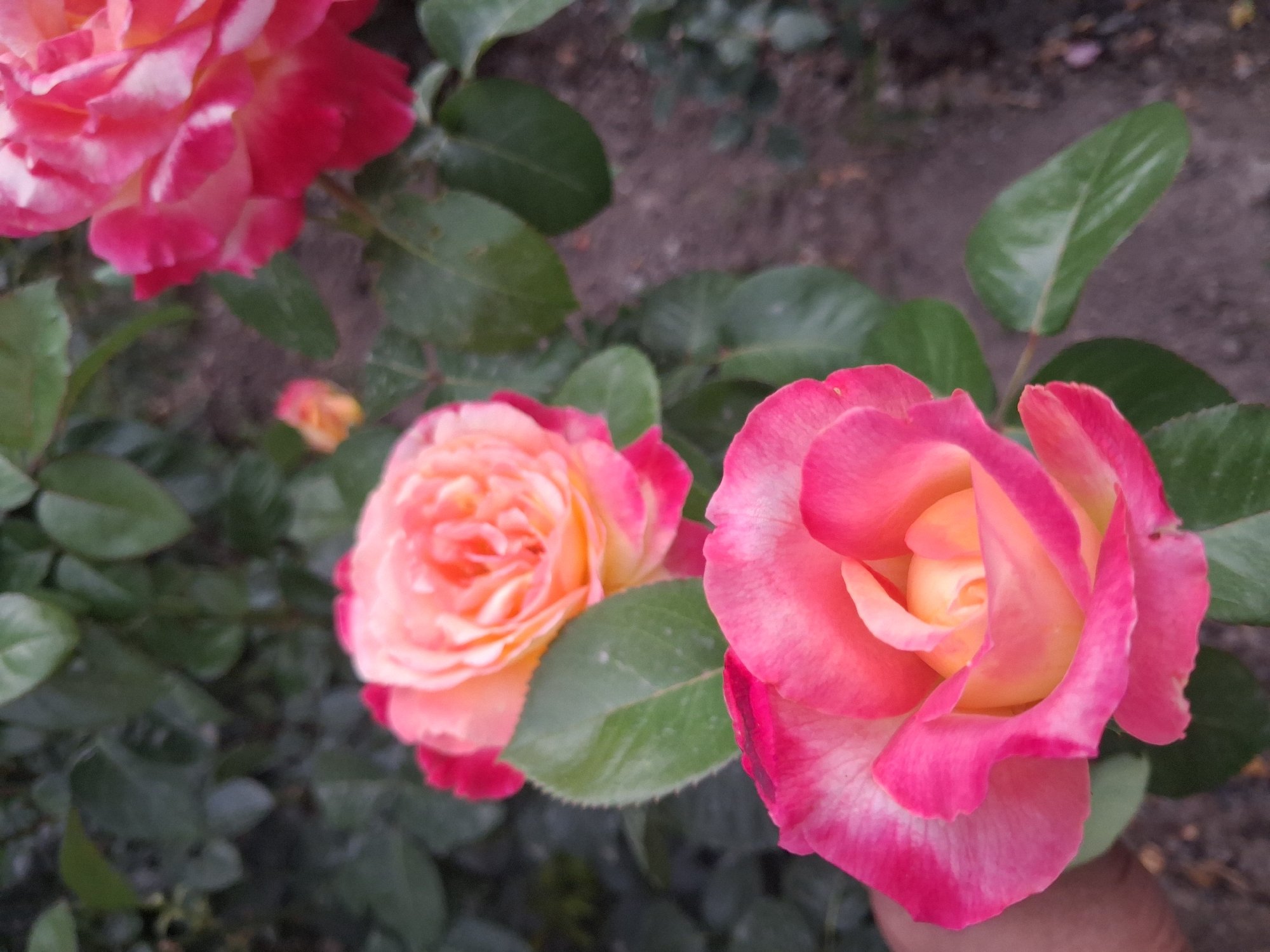 A close-up shot captures several vibrant roses in various stages of bloom. The primary focus is on two large, bi-colored roses in the foreground. The rose on the right is predominantly pink with a gradient of lighter hues and yellow towards its center, while the rose on the left displays a similar color palette with more pronounced pink edges and a peachy-yellow core. The petals exhibit a delicate, layered texture.
Behind these prominent blooms, a partially visible, larger pink rose is seen in the upper left corner, out of focus. Smaller, less defined rose buds and petals are scattered in the background, adding depth to the floral arrangement. Lush green leaves surround the roses, some of which have a slightly glossy sheen.
The setting appears to be an outdoor garden, with dark, earthy soil visible in the background, suggesting a natural environment. The lighting is soft, hinting at an overcast day or perhaps early morning or late afternoon, casting gentle shadows and highlighting the rich colors of the flowers. The image conveys a sense of natural beauty and tranquility. No text is visible in the media file. The scene is set in Guldaala, Kazakhstan.