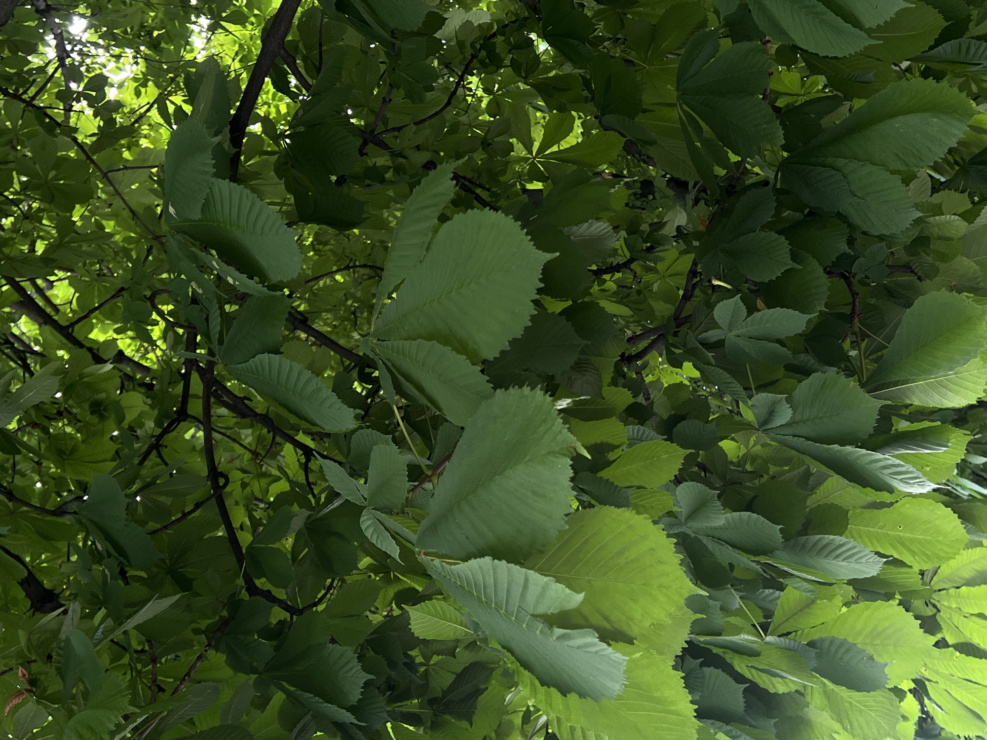 The image shows a close-up view of the dense green foliage of a tree, likely a horse chestnut based on the leaf structure, seen from below. The leaves are various shades of green, with some appearing brighter where light filters through. The branches are dark and branch out among the leaves. The scene is composed entirely of natural elements. This image was captured outdoors, and while it is difficult to determine the exact location within Chișinău, Moldova without further context, the abundant greenery suggests a park, a residential garden, or a tree-lined street within the city. There are no people or man-made objects visible in the frame.