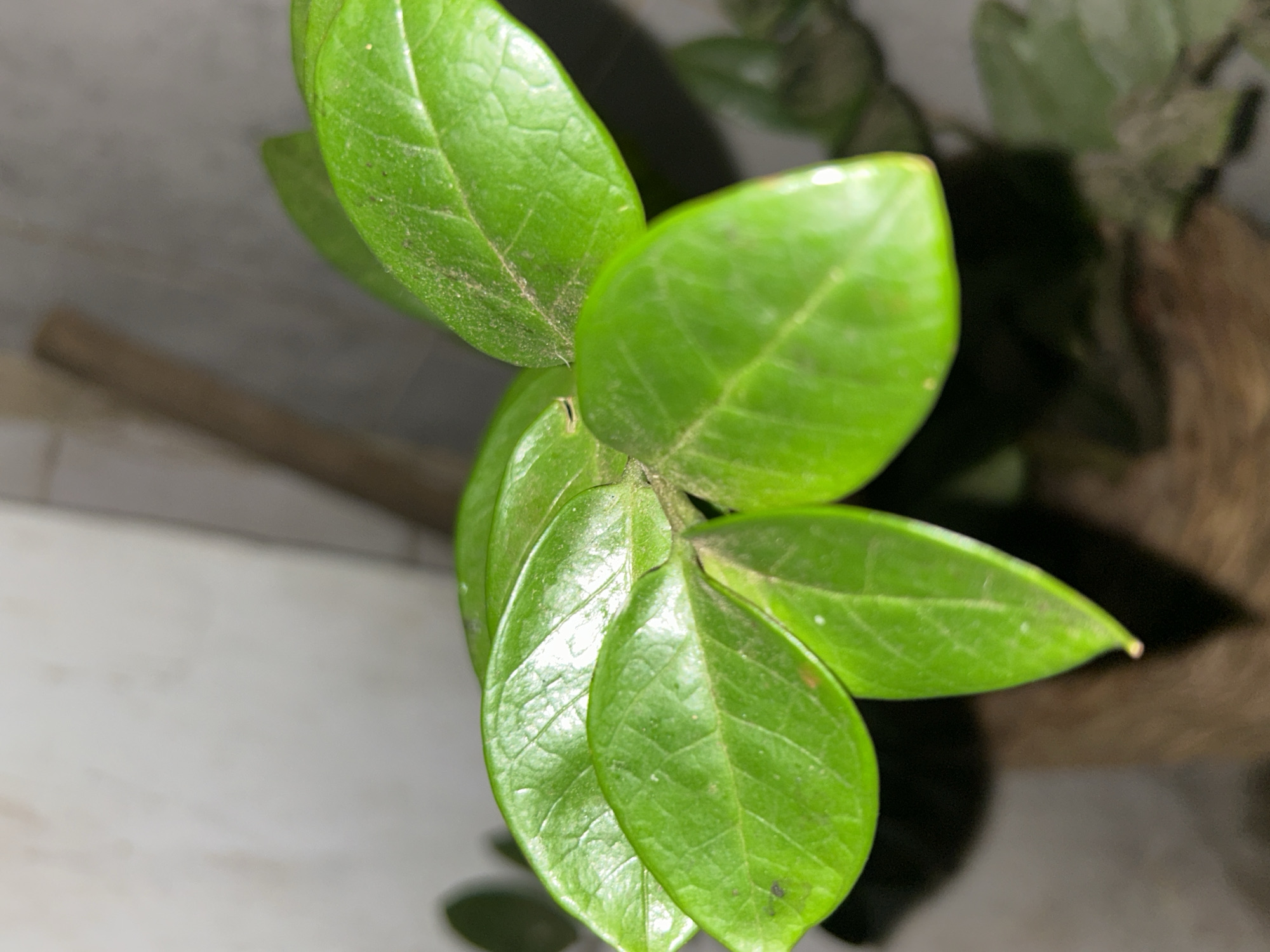 The image, reportedly from the city of Santa Ana, Venezuela, presents a close-up, high-angle view of a cluster of vibrant green plant leaves. Six prominent leaves are visible, radiating from a central point, suggesting new growth on a plant. Each leaf is ovate with a pointed apex, displaying a glossy surface and distinct, somewhat raised, reticulate venation. Fine particulate dust, light in color, is visibly settled across the upper surface of several leaves, particularly on the leaf in the upper right quadrant.
The background is entirely out of focus. In the upper left quadrant, a light-colored, uniform surface, likely a wall of a pale hue such as cream or light grey, is discernible, showing a few very faint, blurry, darker smudges. The middle and right portions of the background are darker and more indistinct, with a blurry, elongated, light-brown object appearing diagonally in the upper right. Below the central plant cluster, a dark brown, textured, out-of-focus object, possibly a woven plant pot or a soil medium, is visible. The lighting appears to be ambient or artificial, illuminating the leaves and creating soft shadows. No people, animals, specific actions, or direct interactions are depicted within the frame. The scene exclusively features the plant and its immediate, blurred surroundings, suggesting an indoor setting.