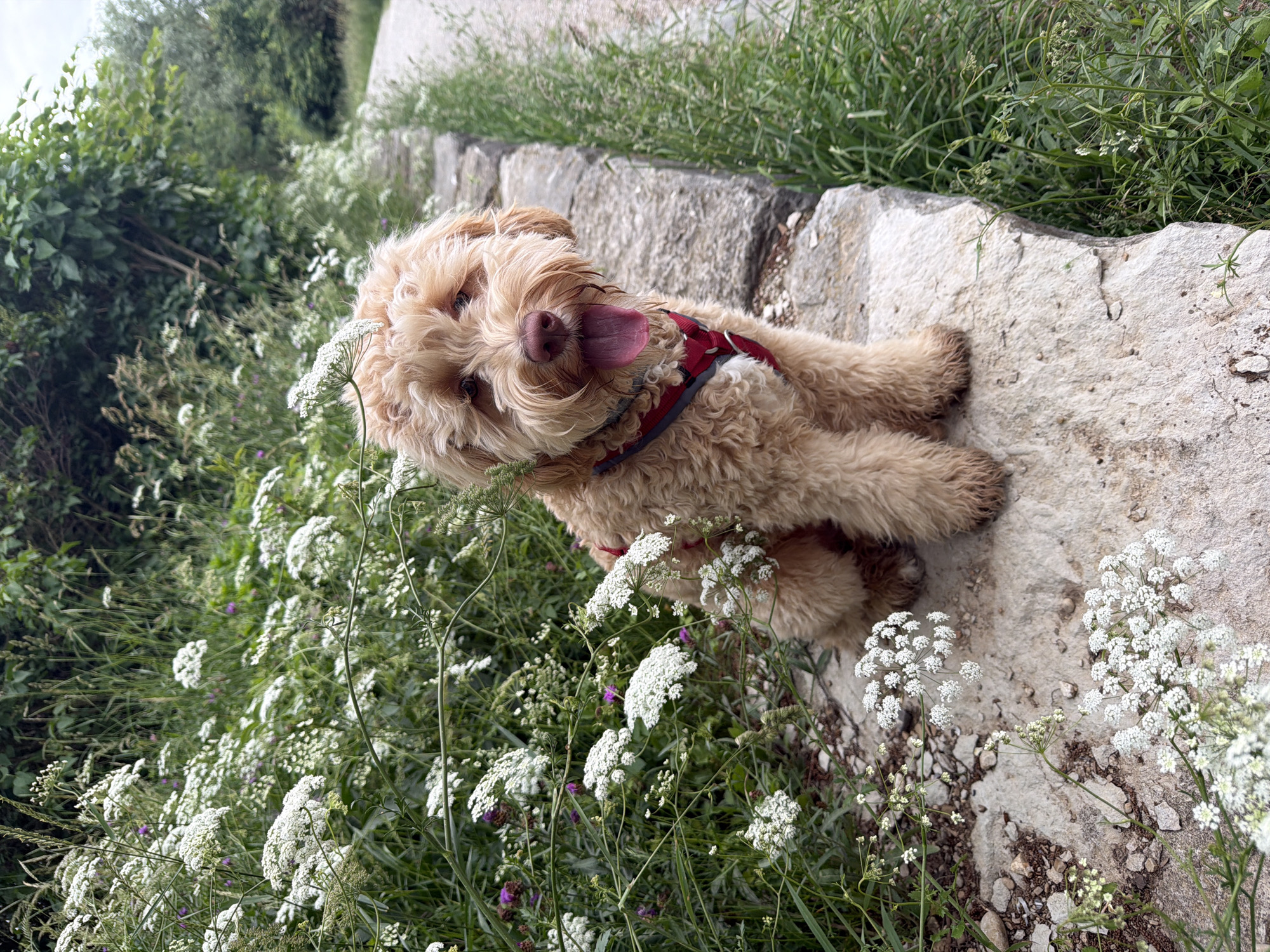 A fluffy, light brown dog with its tongue out is sitting on a stone wall next to a path. The dog is wearing a red harness. The wall is surrounded by white flowers and green foliage. The path is on the right side of the image, and a line of trees is visible in the background. The scene appears to be in a natural, outdoor setting, possibly a park or walking trail within the city of Poing, Germany.