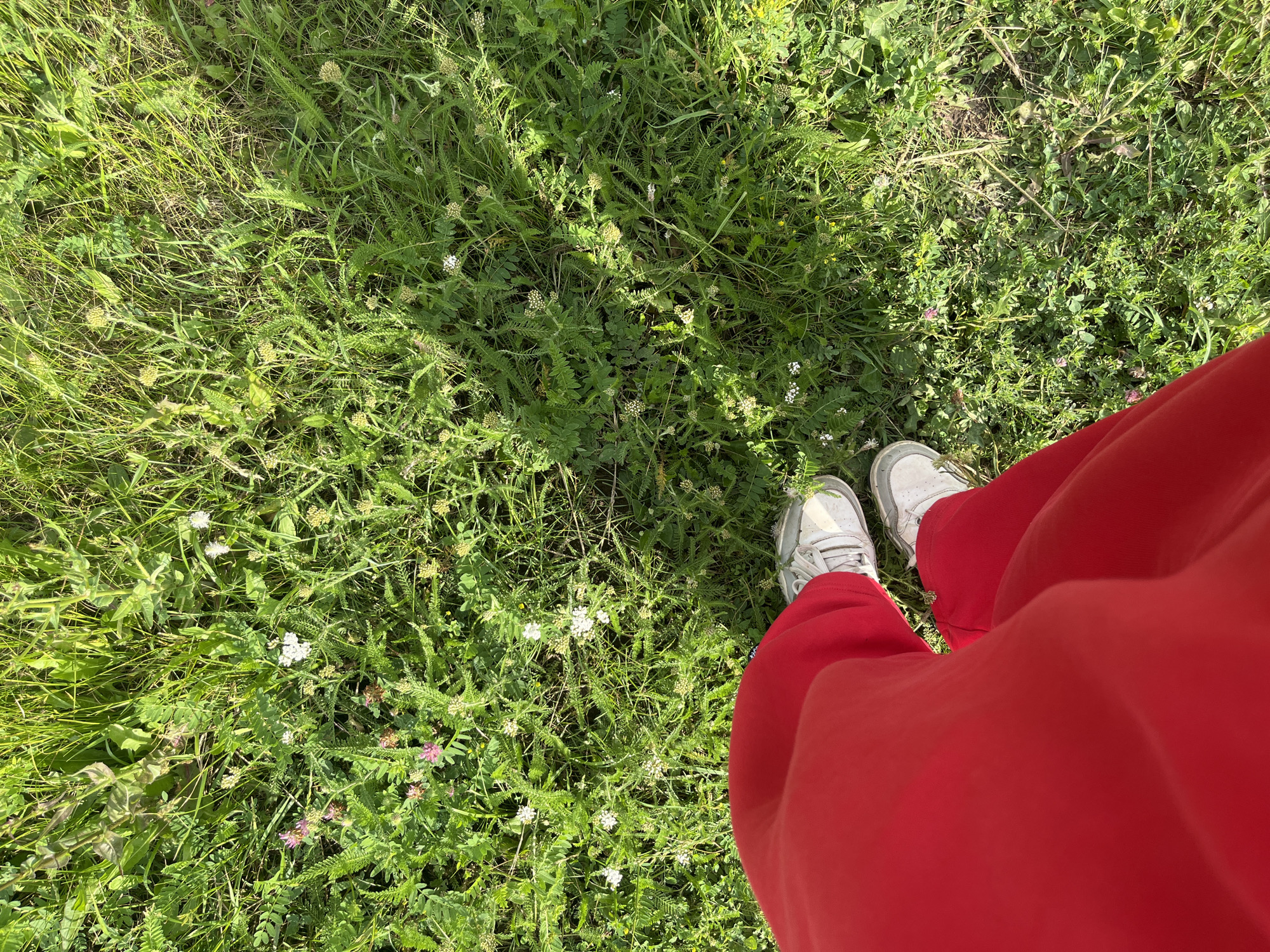 A first-person perspective shot captures a person's legs and feet standing in a field of green grass dotted with small white and pink wildflowers. The person is wearing bright red pants and white athletic shoes. The scene appears to be outdoors, with dappled sunlight suggesting it might be a sunny day. The natural setting implies this could be a park, meadow, or garden area within the city of Oktyabrsky, Russia, though no specific city landmarks are visible to confirm the exact location.