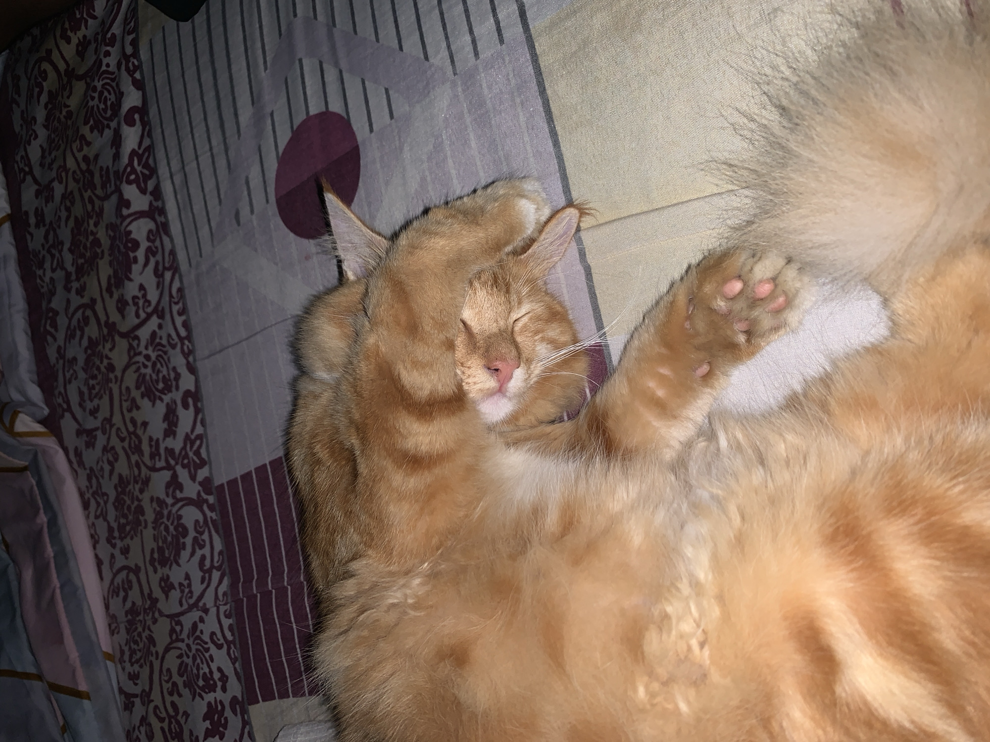 An orange tabby cat is sleeping on a bed with a patterned duvet cover. The cat is curled up on its side, with its face partially covered by its paw. The duvet cover has a floral pattern in shades of purple and grey, with stripes of maroon and grey. The bed is likely in a domestic setting, within a bedroom. The location in the city of Utama, Indonesia, is not discernible from the image.
