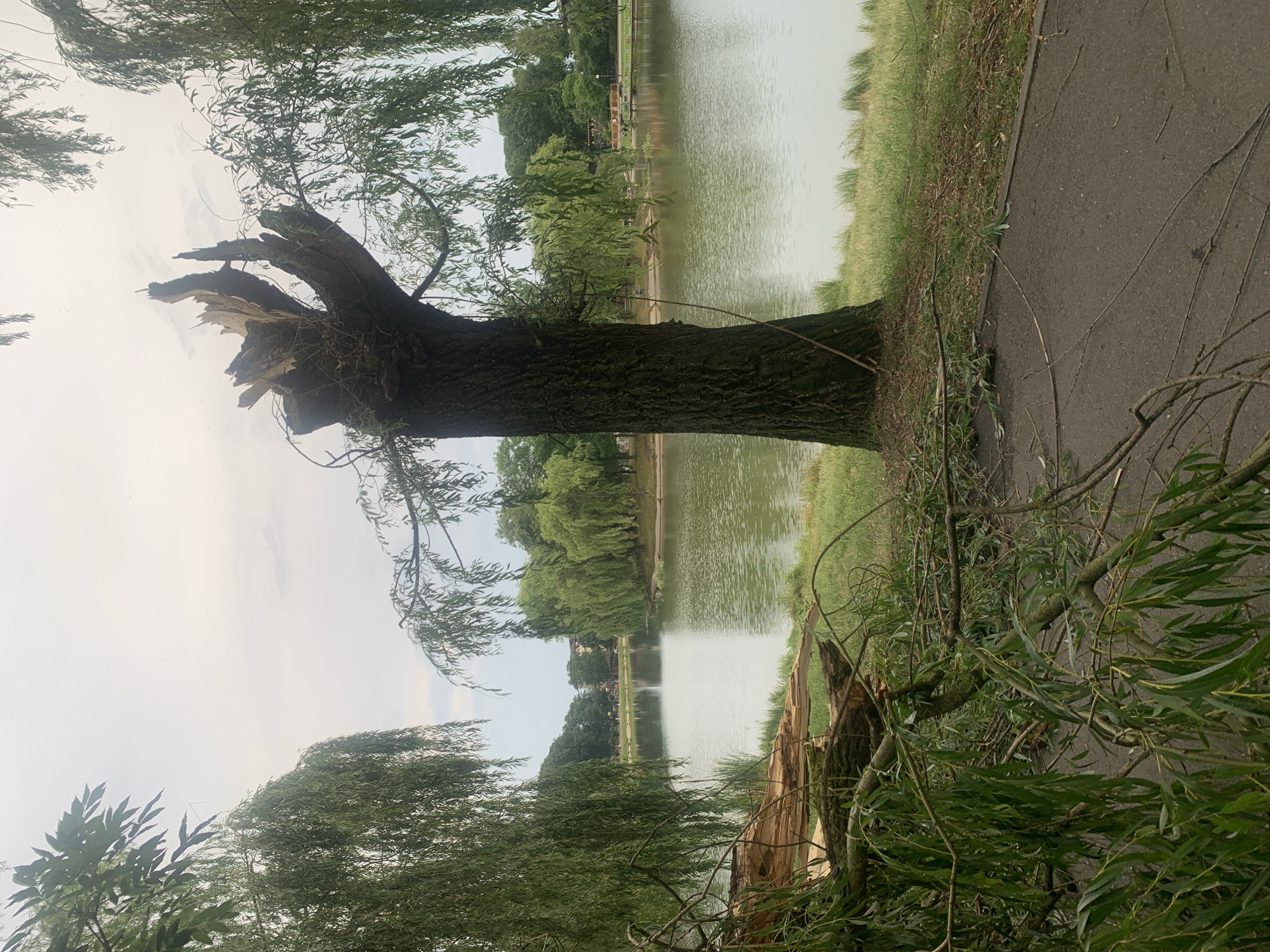 In Kolomyia, Ukraine, a park scene unfolds by a lake. The foreground is dominated by a large, broken tree trunk, its upper portion splintered and jagged, with branches scattered on the ground and a paved path. To the left and right, weeping willow trees frame the view, their long, slender branches hanging down. The lake itself is calm and reflects the overcast sky. Across the water, the opposite bank is lined with more weeping willows and some buildings are visible in the distance. The overall impression is one of natural beauty disrupted by a recent storm.
