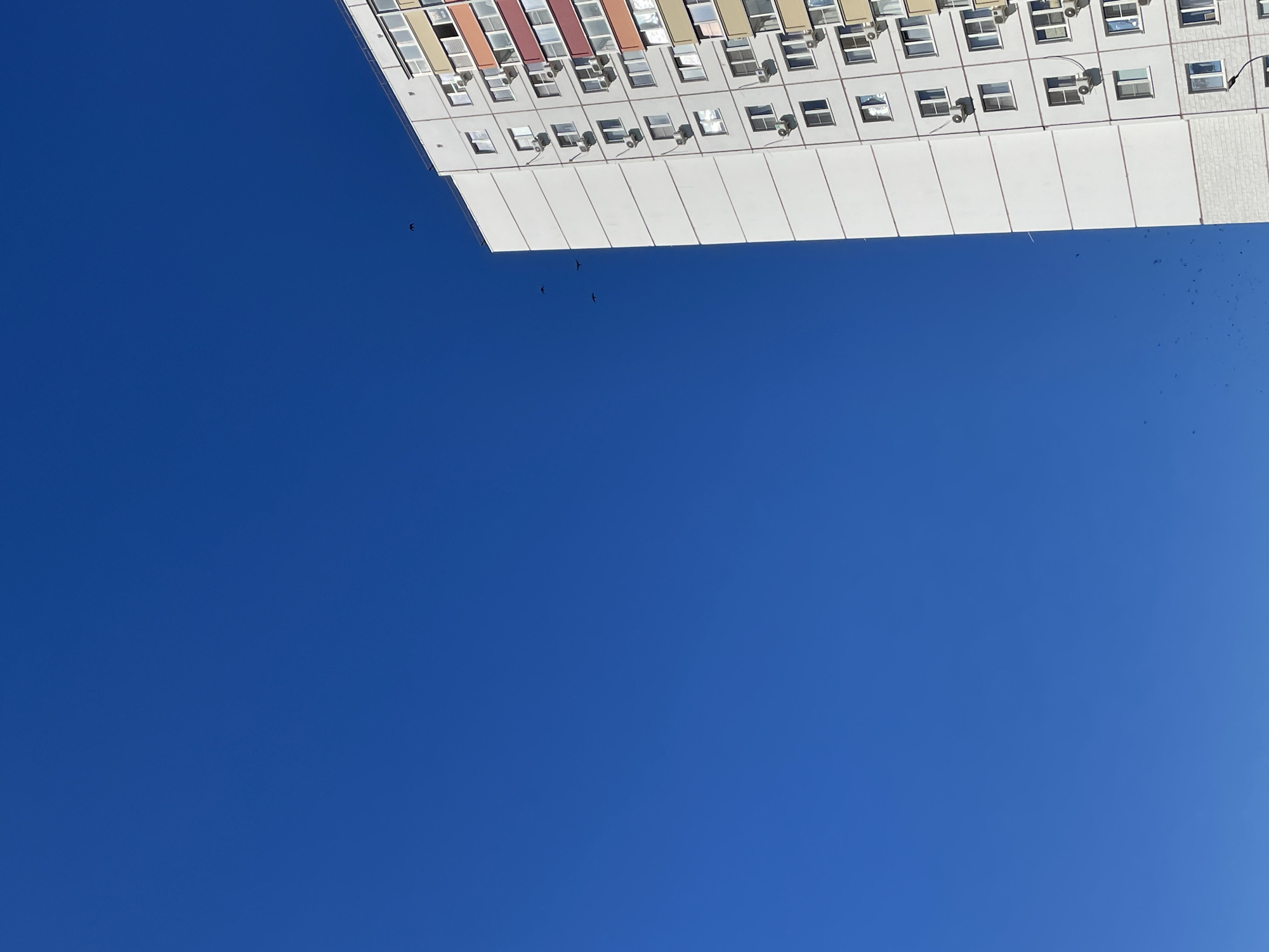 The image shows a clear, bright blue sky dominating the left side, with a tall, modern apartment building on the right. The building is primarily white with colorful accents of red, orange, and yellow on its upper floors. Numerous windows and air conditioning units are visible along the facade. Several small, dark birds are in flight against the blue sky, some in a flock and others more scattered. The scene appears to be set in an urban environment, possibly Rostov-on-Don, Russia, given the architecture of the apartment building. The image captures a moment of a clear day with avian activity over a residential structure.