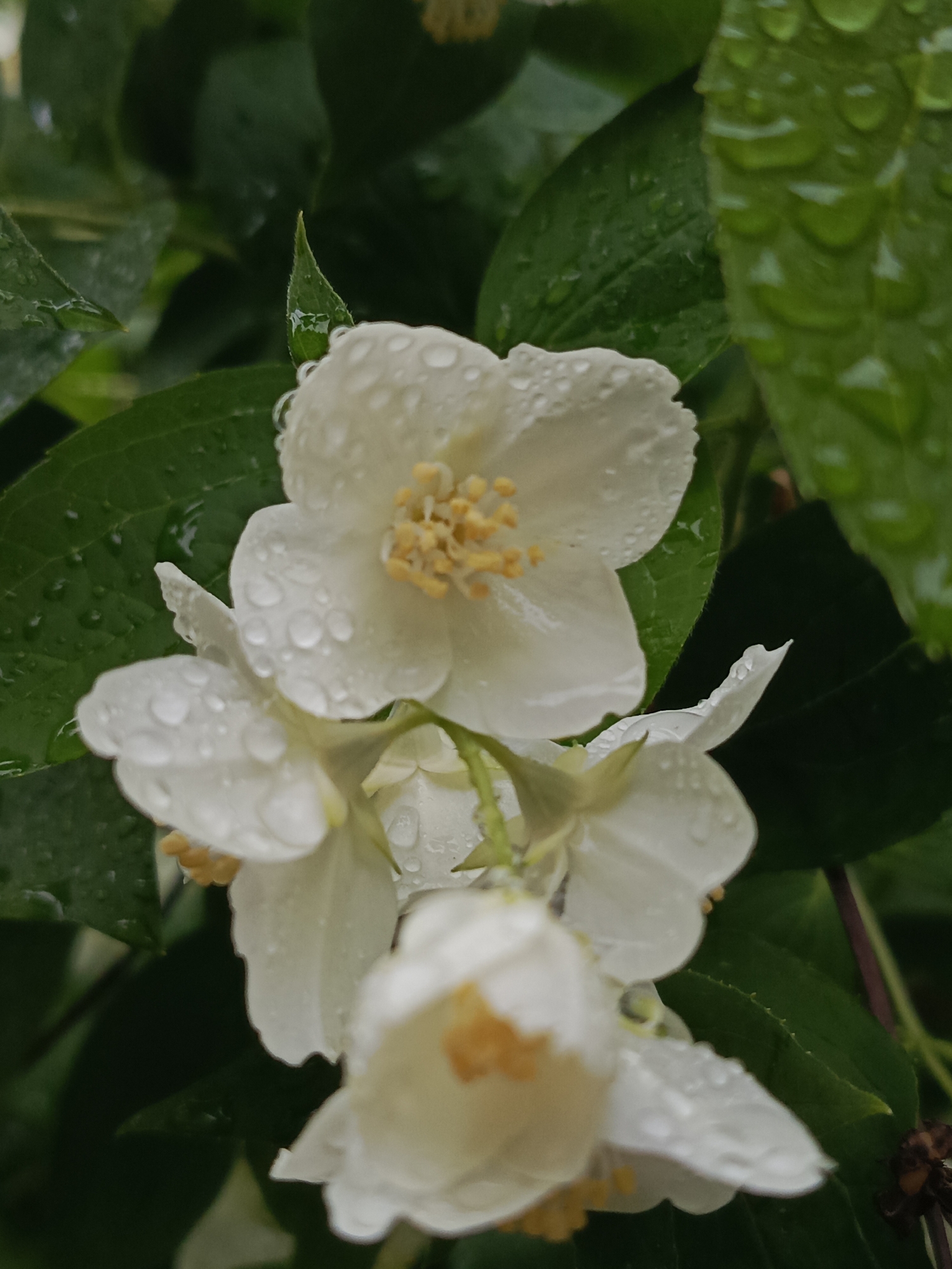 A close-up photograph depicts white jasmine flowers covered in clear water droplets, situated among green foliage also bearing droplets, in the city of Chaikovsky, Russia. The primary subject is the uppermost flower, centrally located, exhibiting five white petals and yellow stamens. Partially visible below are two additional white flowers, similarly adorned with water droplets. The background consists of green leaves, some sharply defined with visible texture and veins, while others are softly blurred. All visible plant surfaces within the frame are wet with water droplets. No human presence, animals, or artificial structures are visible. No specific actions are occurring.