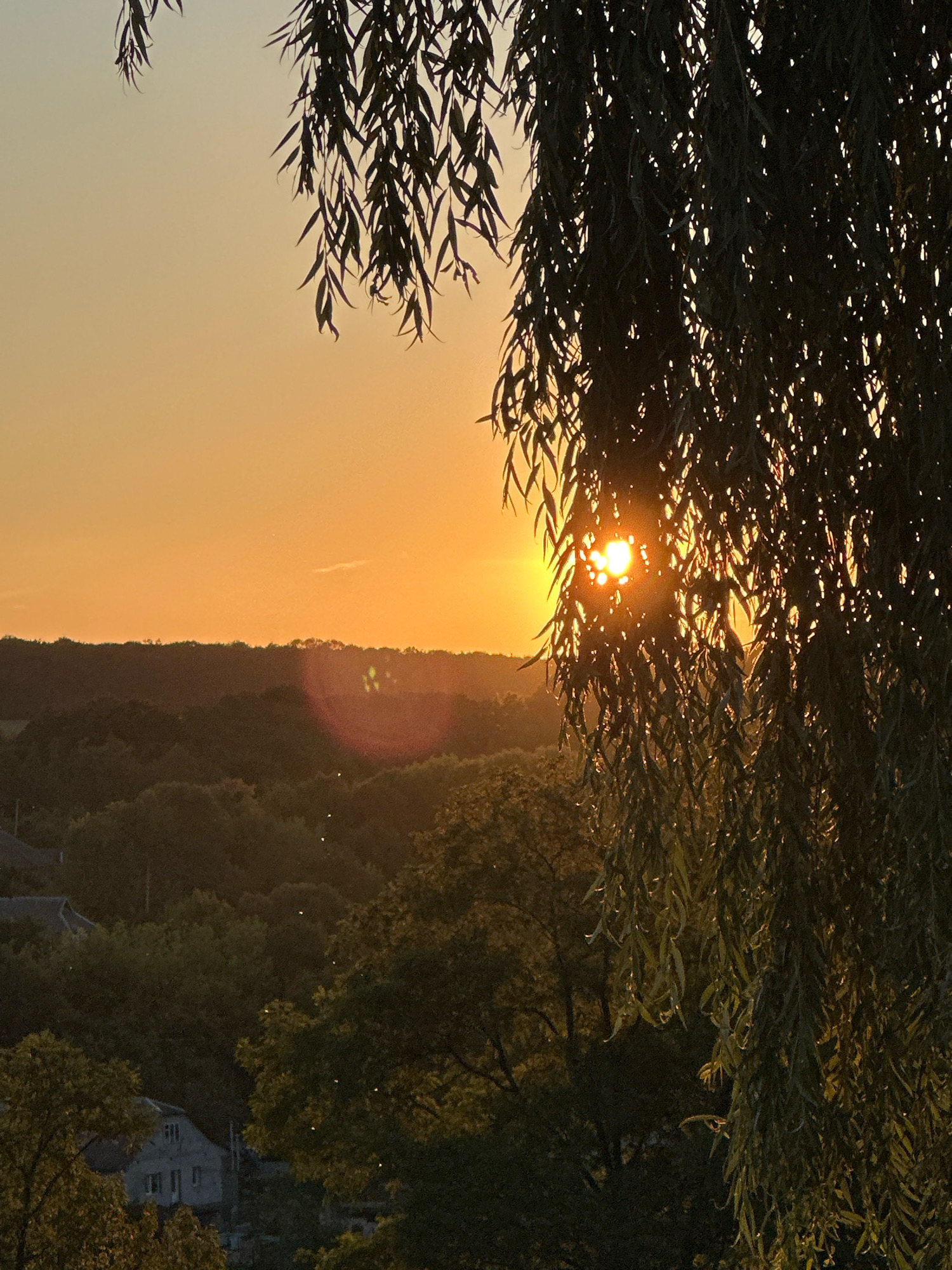 The image depicts a rural landscape at sunset, with the sun setting behind a wooded hill. The foreground is dominated by the drooping branches of a willow tree, with its leaves silhouetted against the bright orange sky. The sun's rays are visible through the foliage, creating a dappled light effect. In the middle ground, a rolling landscape covered in trees stretches across the horizon. The sky is a warm gradient of orange and yellow, with a few wispy clouds. In the background, a small cluster of houses can be seen nestled among the trees, suggesting a village or small settlement. The overall atmosphere is peaceful and serene, with a sense of natural beauty and tranquility. This scene is located in the village of Makiv, Ukraine.
