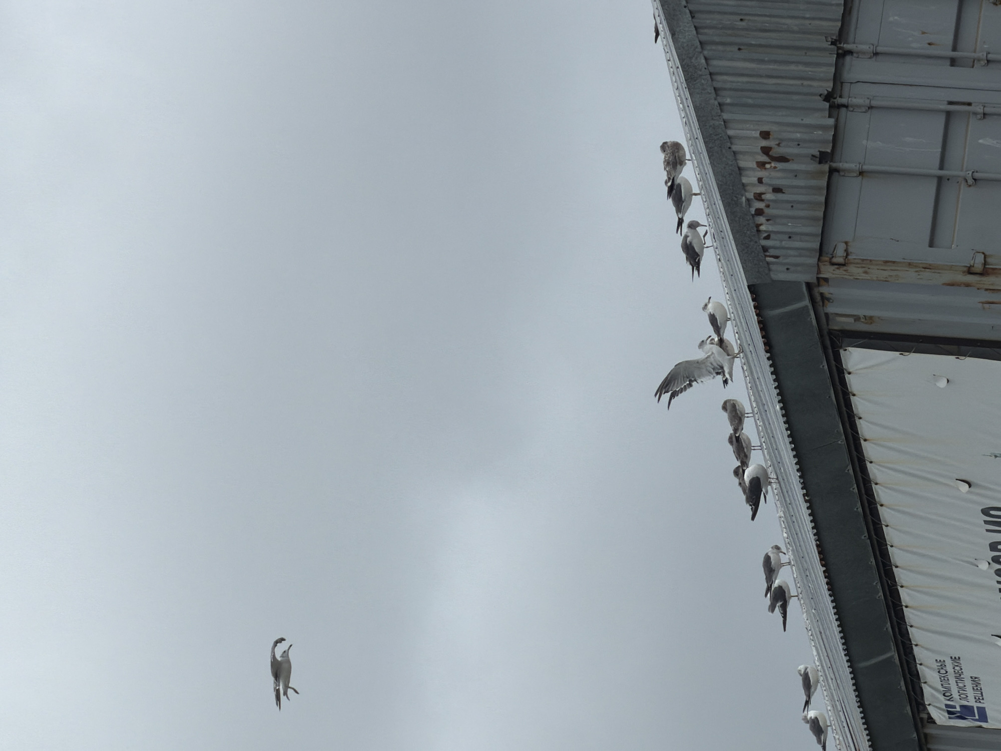 A flock of seagulls is perched on the corrugated metal roof of a long, grey, industrial building. One seagull is captured in mid-flight above and to the left of the main group. The sky is overcast and a pale grey. The building appears to be a shipping container or warehouse, with visible rust stains on its surface. A white banner with blue text in Russian is attached to the side of the building. The text reads "КОМПЛЕКСНЫЕ ЛОГИСТИЧЕСКИЕ РЕШЕНИЯ," which translates to "COMPREHENSIVE LOGISTICS SOLUTIONS." The scene suggests an outdoor industrial or port area, likely in Yuzhno-Kurilsk, Russia.