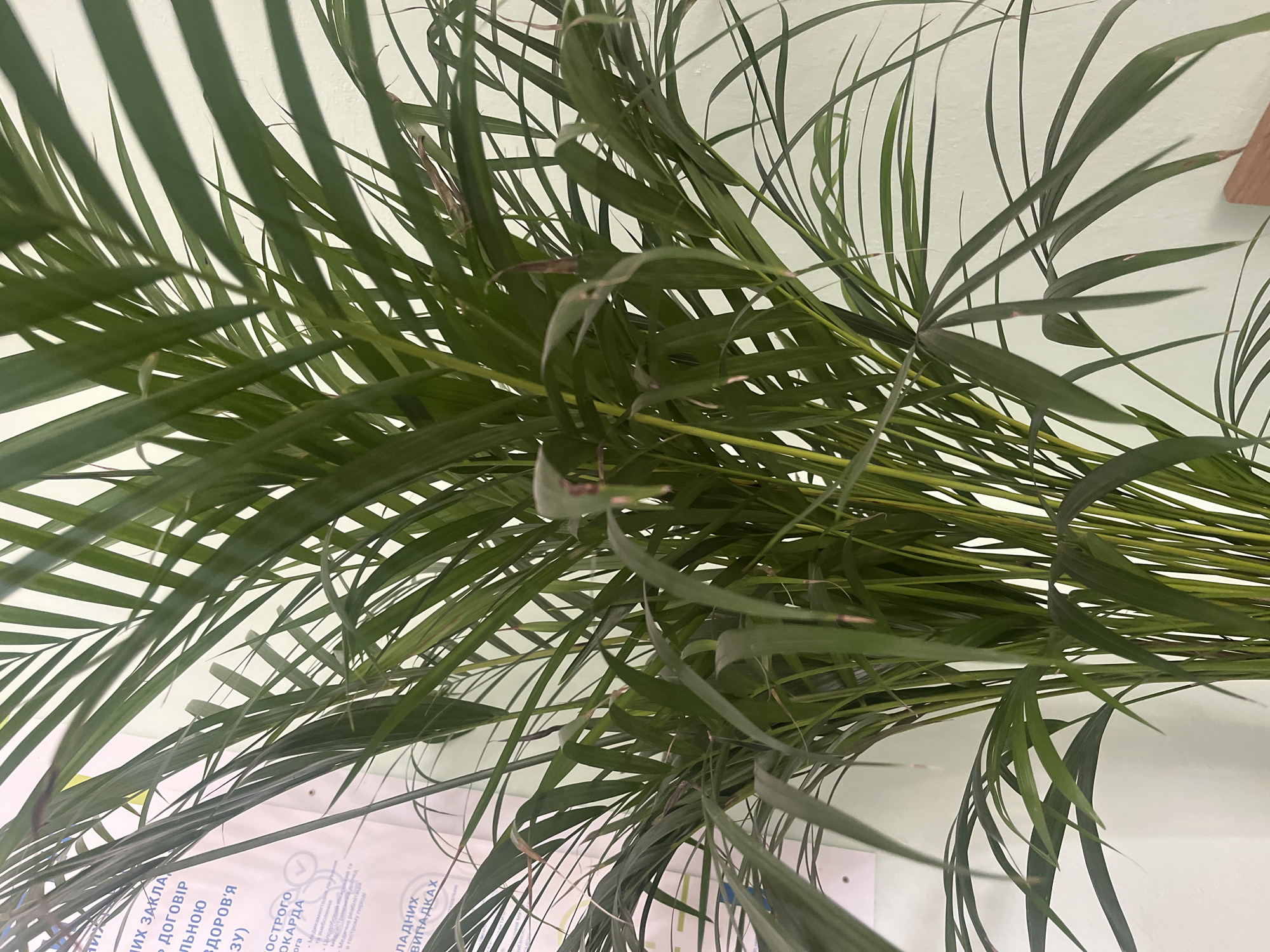A close-up, waist-level shot captures a vibrant Areca palm plant, its slender, arching fronds filling most of the frame. The leaves are a deep, lush green, with some showing slight brown tips. The plant is positioned in front of a pale green wall, which appears to be part of an interior space. To the left of the plant, a portion of a white paper poster is visible, with Ukrainian text printed in black and blue. This poster seems to be informational, as indicated by headings like "ших закла" and "дговор здоров'я". The lighting suggests an indoor setting, with some soft shadows cast on the wall. No people are present in the image. The scene depicts a common indoor plant, possibly in an office or a residential space in Botfalva, Ukraine.