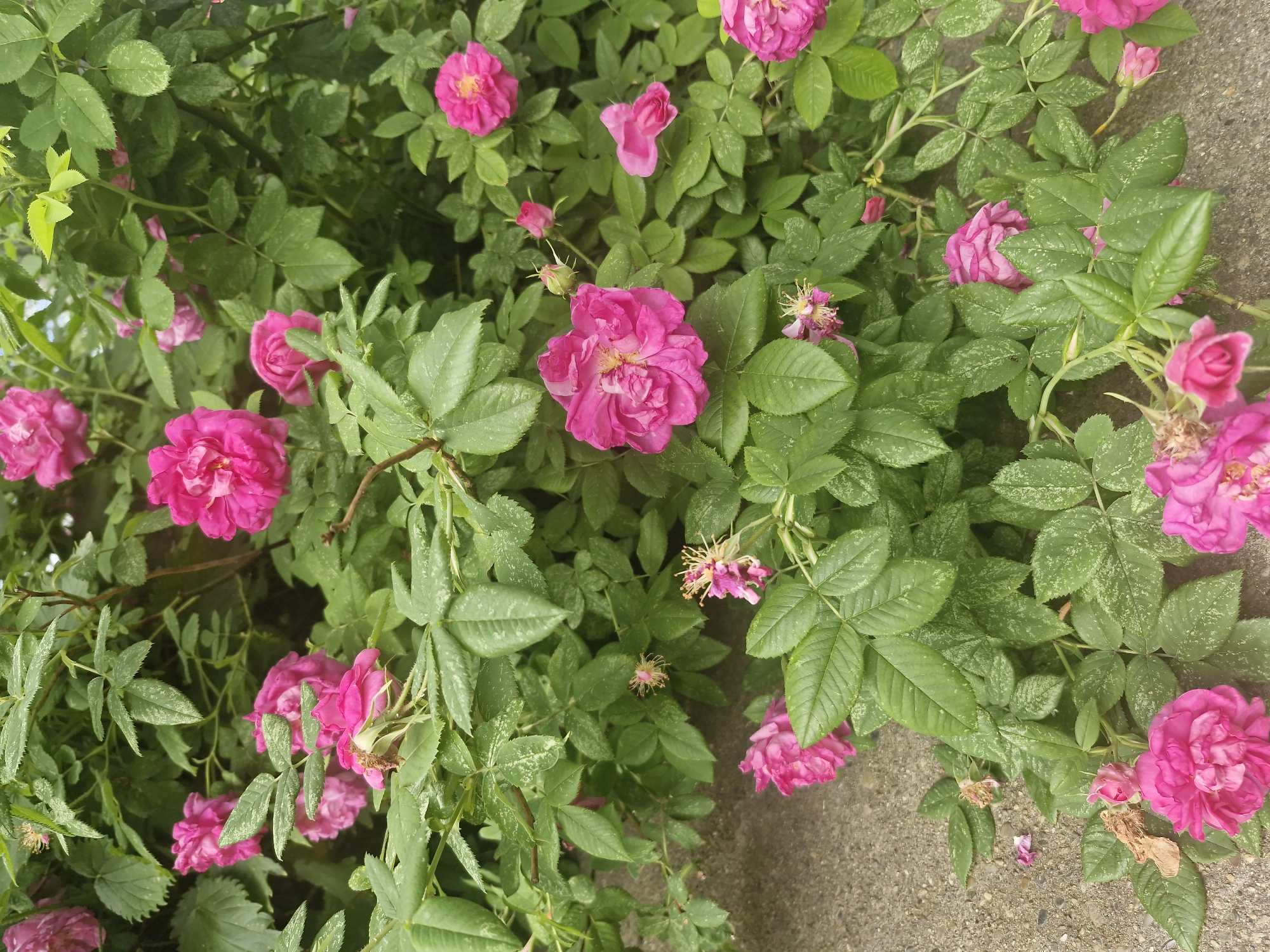 The image shows a close-up of a dense rose bush with vibrant pink roses and green leaves. The roses are in various stages of bloom, with some fully open and others still as buds or wilting. The leaves appear slightly speckled, possibly due to water droplets or a natural characteristic of the plant. The scene is set against a backdrop of what appears to be a textured, greyish surface, likely a pathway or ground made of concrete or stone. The lighting suggests it is daytime, with natural light illuminating the flowers. The overall impression is one of abundant nature, possibly in a garden or park setting. There are no people or text visible in the image. The location context is Марковский, Russia.