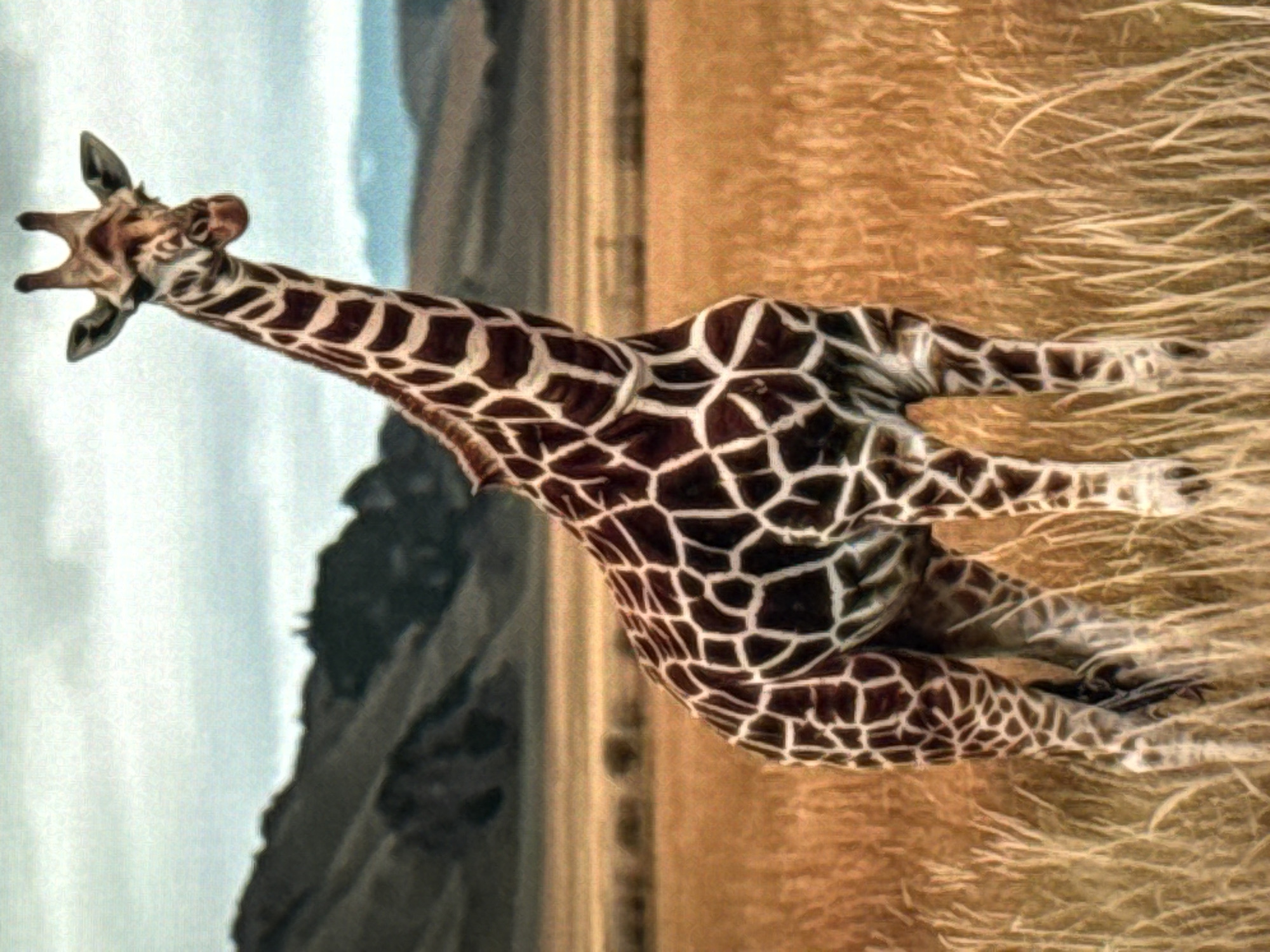 A giraffe stands in a dry, grassy field, with rolling hills in the background. The sky is overcast with clouds. The giraffe is facing the viewer, and its distinctive patterned coat is clearly visible. The grass is tall and golden, suggesting a dry season. The overall impression is one of a wild and natural landscape. There are no visible signs of human presence or any structures. The image does not depict the city of Norilsk, Russia.