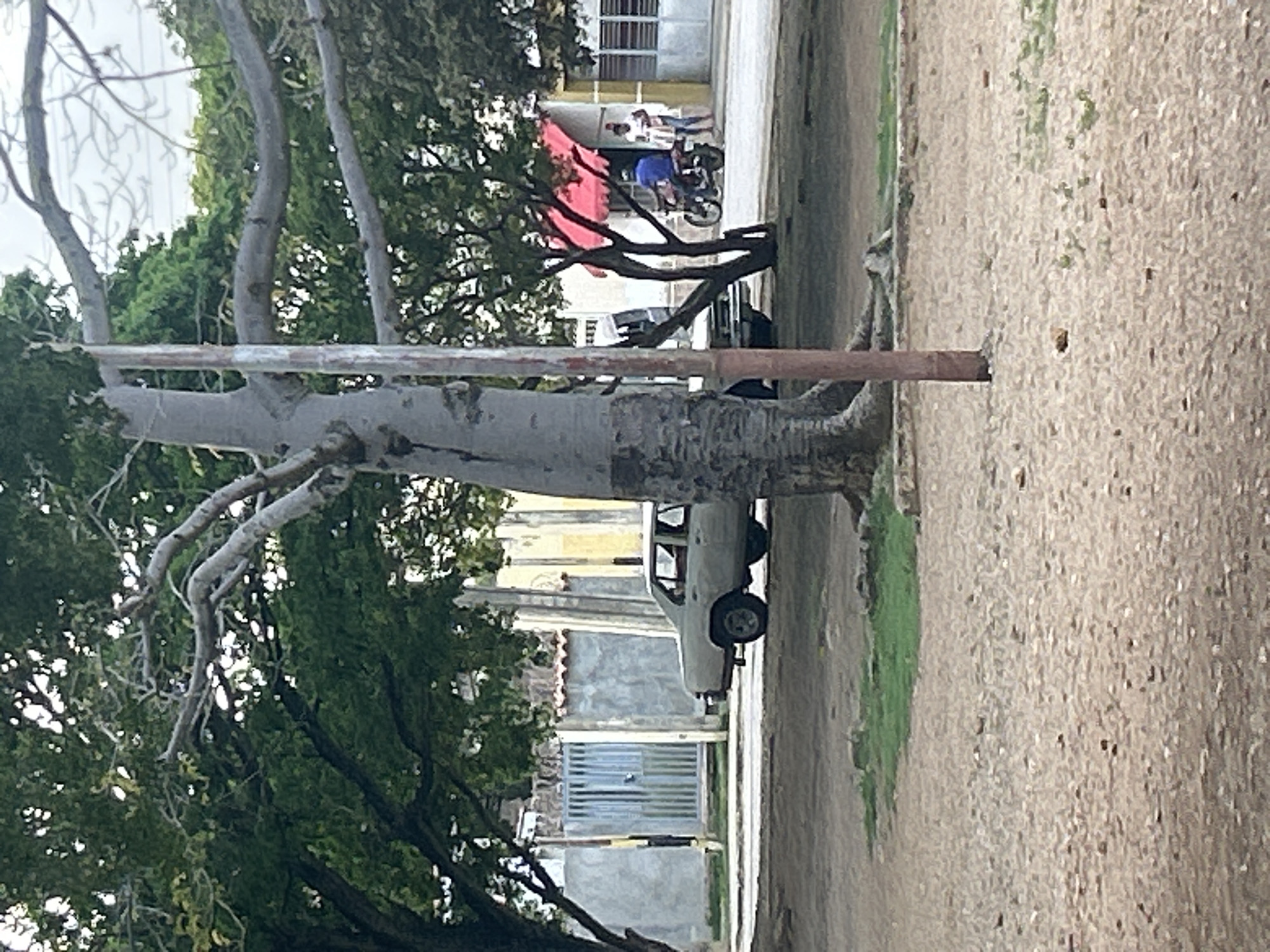 This is a medium shot, outdoor, daytime photograph of a street scene in Santa Ana, Venezuela. In the foreground, a large tree trunk with visible roots dominates the left side of the frame, with a thin vertical pole positioned in front of it. The ground is covered in sandy dirt and sparse patches of green grass.
In the midground, a light-colored sedan is parked facing to the left. Behind the car, a light blue metal gate is visible, set within a concrete wall. Further to the right, another building with a red awning over its windows is present. A person wearing a blue shirt is riding a motorcycle towards the right side of the frame. Another person, dressed in white, stands near the motorcycle. The background consists of trees and more buildings. The sky is overcast.