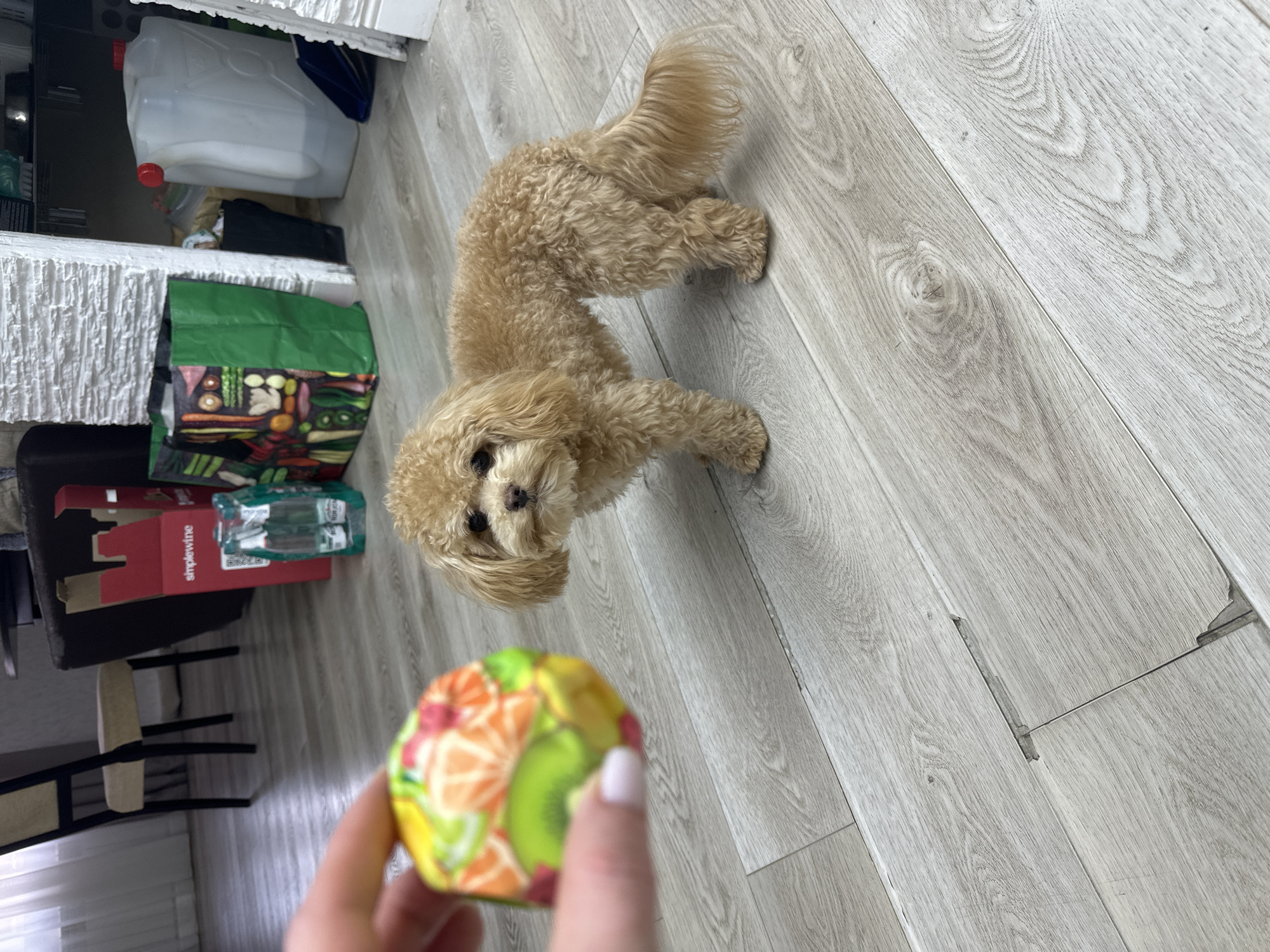 A tan poodle dog lies on a gray wood-look floor, looking up at a person holding a round toy with a fruit pattern. A portion of the person's hand is visible. Adjacent to the dog and person is an arrangement of items including a white plastic container, shopping bags, a wine box, and a chair. The location is indoors and is indicated as being in слобода Старая, Russia.