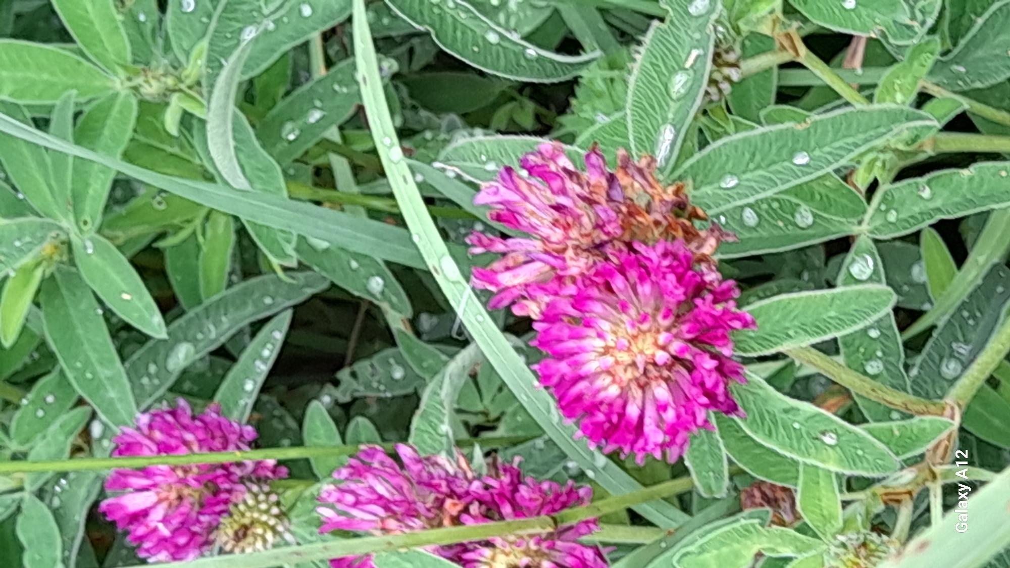The image shows a close-up view of several pink clover flowers in a grassy area. The clover heads are tightly packed with small petals and have a slightly fuzzy appearance. The leaves of the clover plant are green and have a textured, veined surface, many of them are dotted with water droplets, suggesting recent rain or dew. The background consists of more green foliage, creating a natural and somewhat blurred setting. The overall lighting is soft and diffused. There is no indication of the city of Markovskii, Russia, within the image itself. The bottom left corner of the image displays the text "Galaxy A12".