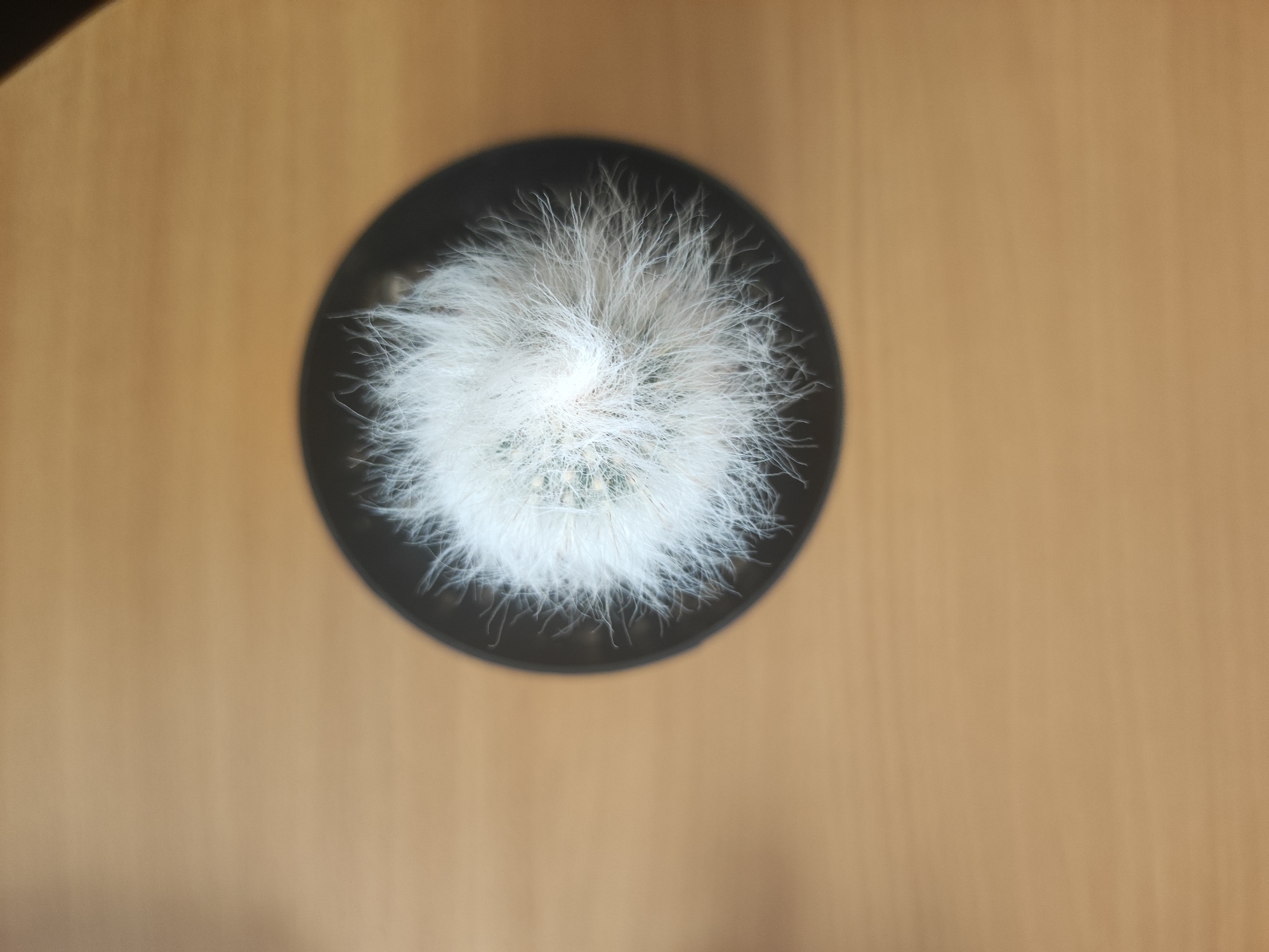 A top-down shot shows a potted cactus with abundant white, hairlike spines, sitting on a light brown wooden surface. The plant is contained in a black, round pot. The surface appears to be a tabletop or desk. There is no indication of the location being Votkinsk, Russia, or any other specific location. No people are visible.