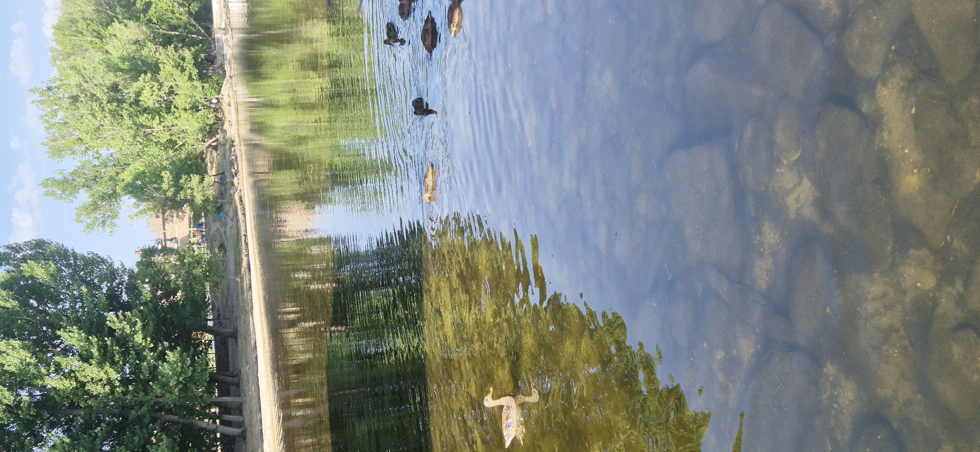 A group of ducks swims in a shallow body of water. The water's bottom is visible with rocks and aquatic plants. In the background, lush green trees line the shore, with a building and a few people visible further back. The sky is clear and blue with some wispy clouds.