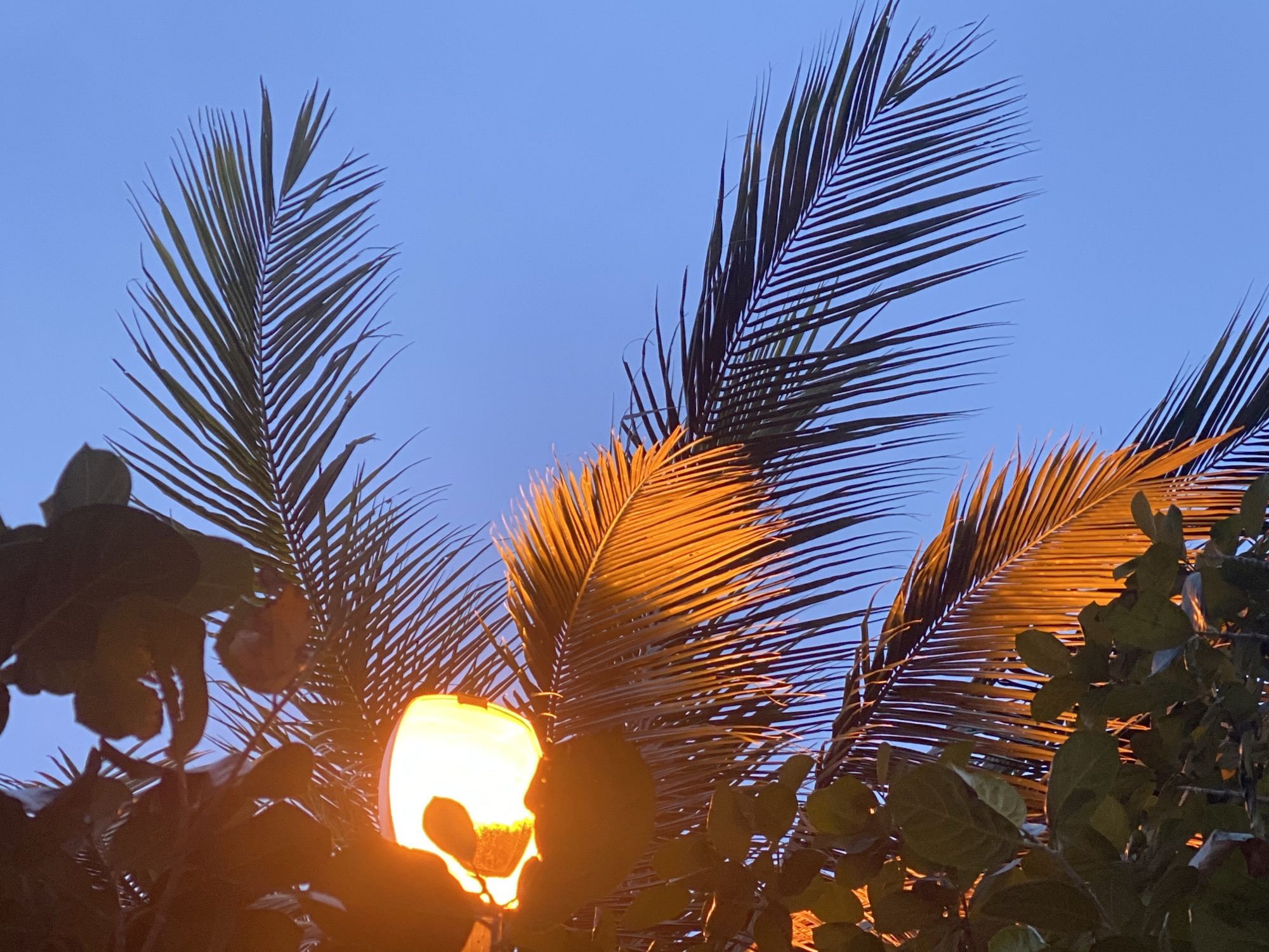 The image shows a streetlight illuminating palm leaves in Baan Kai, Thailand. The streetlight is positioned low and obscured by foliage. Palm leaves are prominent against a dusk or dawn sky. Additional tree leaves surround the light source.