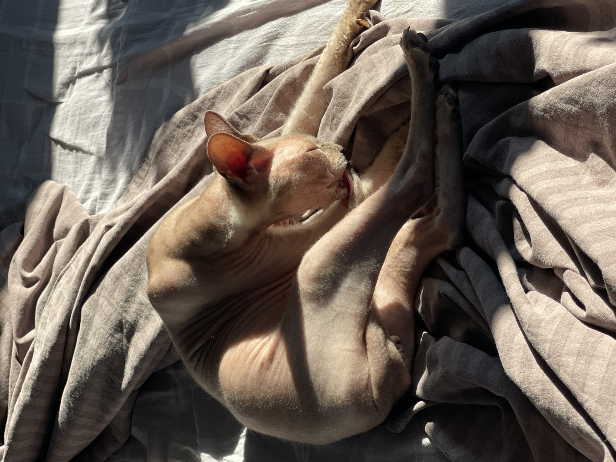 An indoor, eye-level shot shows a hairless cat grooming itself on a bed with wrinkled, beige and white linens. Sunlight streams in from the right, casting sharp shadows across the scene. The cat is curled up, with its head tucked down, and its paws are visible. Its fur is a pale pinkish-tan color, and its ears are large and prominent. The bedding appears to be made of a soft material, possibly cotton or linen. No specific location within Orenburg, Russia, can be identified from the image.