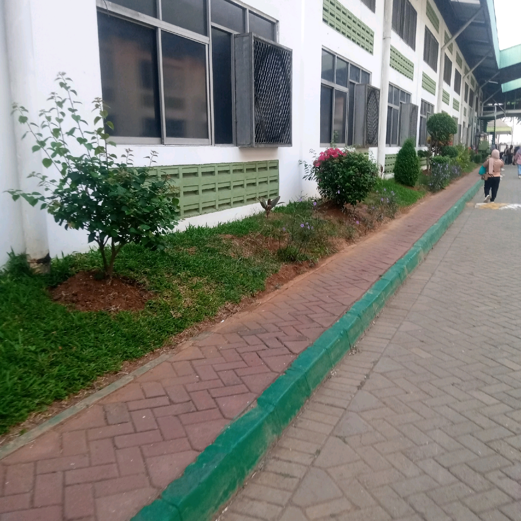 The image depicts the exterior of a white building with numerous windows, some featuring metal security grills. The building has a row of green, rectangular ventilation blocks running horizontally below the windows. In front of the building, there is a landscaped area with green grass and several bushes and small trees, including one with pink flowers. A pathway made of red bricks runs parallel to the building, separated from the grassy area by a green-painted concrete curb. Another wider pathway, made of grey pavers arranged in a herringbone pattern, is visible further to the right. In the background, a person wearing a headscarf and carrying a blue bag is walking away from the camera on the grey paver path. The overall scene suggests an outdoor area adjacent to a commercial or institutional building, possibly in a tropical climate given the lush greenery. The location is identified as Cijeruk, Indonesia.