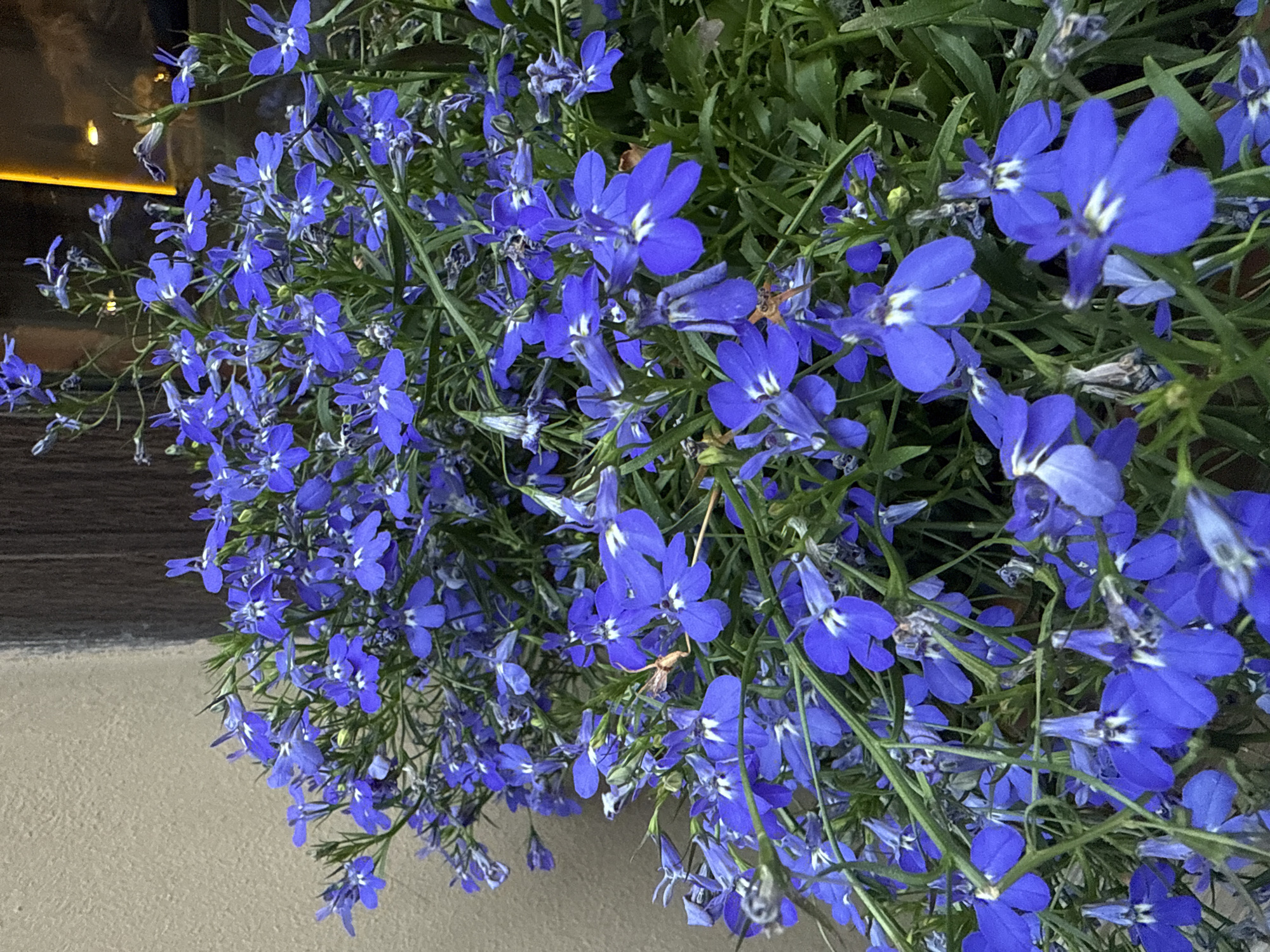 A close-up, vertical shot focuses on a dense cluster of small, vibrant blue flowers with white centers, identified as lobelia. The flowers are in full bloom and create a rich tapestry of color against a backdrop of green foliage. The lighting suggests it may be late afternoon or early evening, with some shadows present.
In the background, a textured, light-colored wall is visible on the left, and a dark wooden surface, possibly a door or window frame, is on the right. Reflections of lights are also visible on a glossy surface to the far right of the image, hinting at a building facade or window.
The scene is devoid of any people or animals. The focus is entirely on the botanical subject. The flowers appear to be planted in a container or a garden bed, and their sprawling growth habit is evident. The overall impression is one of natural beauty, likely in an urban setting such as a balcony, terrace, or garden within the city of Saint Petersburg, Russia.