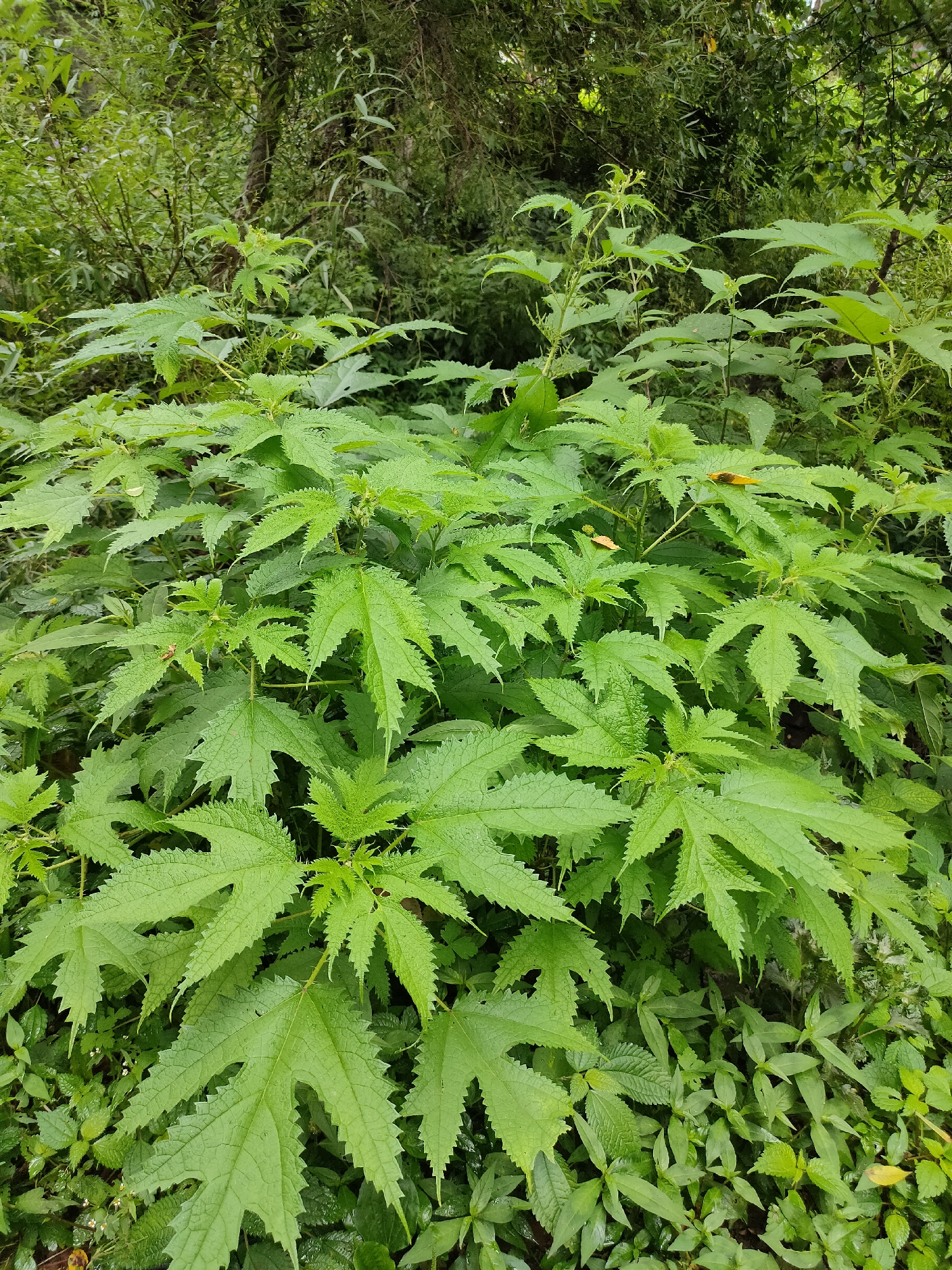 The image depicts a lush, green forest scene filled with various types of vegetation. In the foreground, a dense cluster of large-leaved plants with serrated edges dominates the frame. These plants have a vibrant green color and appear somewhat wet, suggesting recent rain or dew. Interspersed among these larger plants are smaller, more delicate green leaves and stems. In the background, taller trees and foliage create a layered, natural environment. The lighting suggests an overcast day, with diffused light filtering through the canopy. There are no people or man-made objects visible in the image. The location is a natural woodland area, likely in a humid or temperate climate, consistent with the dense undergrowth and variety of green plants found in the forests surrounding Manali, India.
