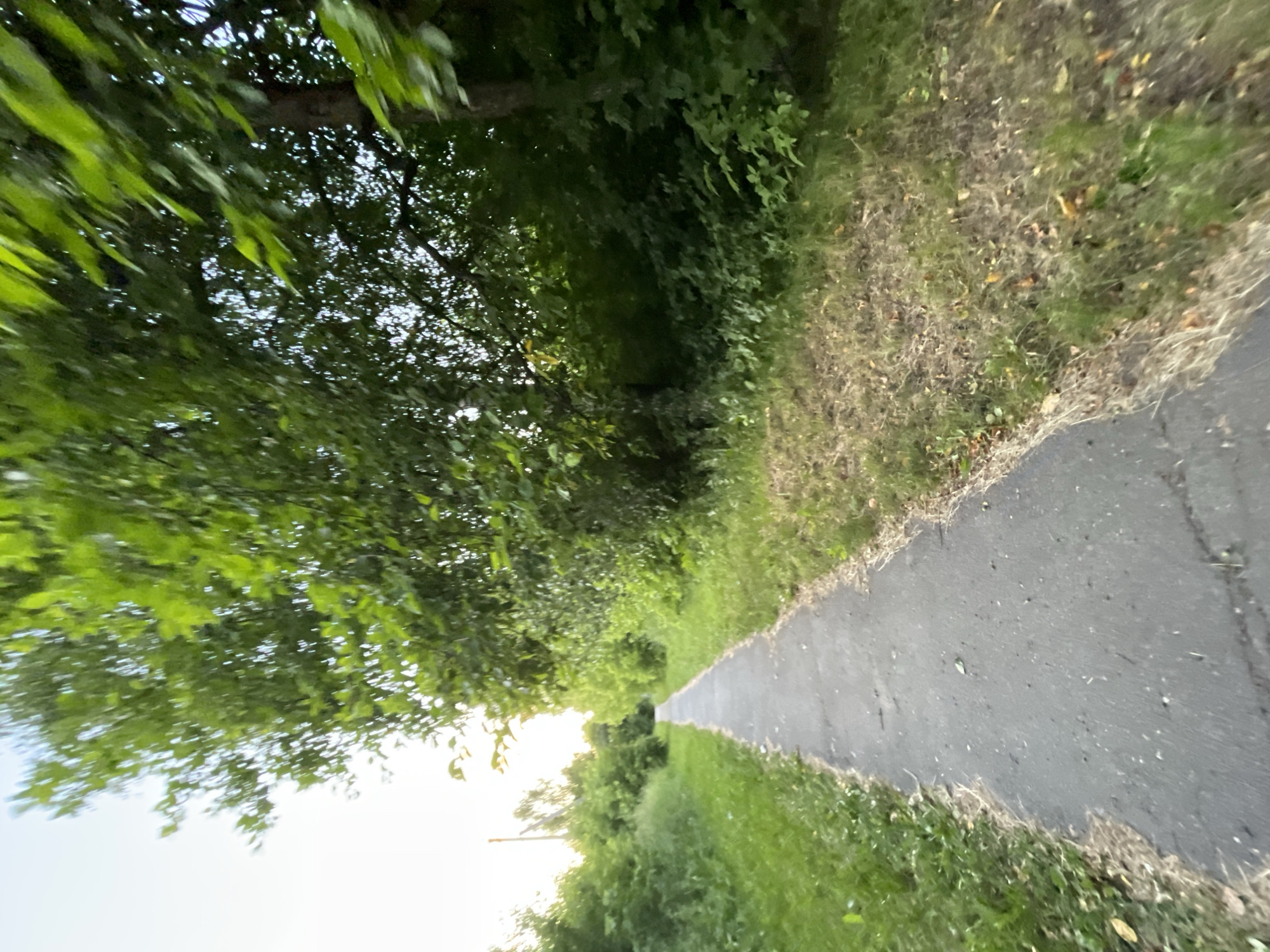 An asphalt pathway, bordered by green grass and trees, extends into the distance in the city of Krasnye Baki, Russia. The pathway appears to be a walking or cycling trail. Dense foliage, primarily composed of green leaves and branches, lines the right side of the path, with some sunlight filtering through. On the left side, the grass is also green and lush, with some drier patches and fallen leaves visible closer to the path. The sky is bright and appears to be overcast or hazy. A slender vertical object, possibly a utility pole, is visible in the far distance on the left. The overall scene depicts a natural setting within an urban environment.