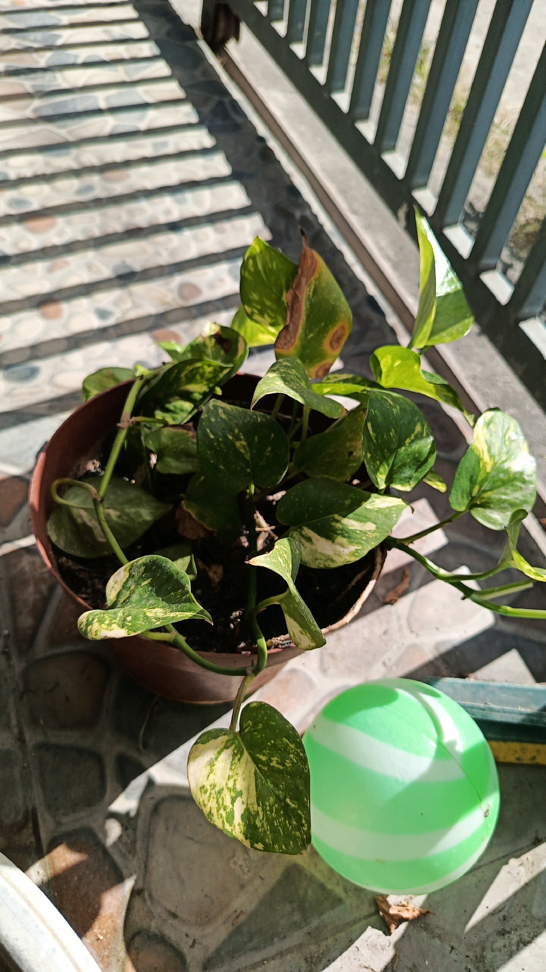 The image depicts an indoor potted plant, a Pothos (Epipremnum aureum), with variegated green and yellow leaves, some showing signs of browning, placed on a tiled floor. The plant is in a brown plastic pot. Next to the pot, on the floor, is a green and white striped ball. In the background, a metal railing casts striped shadows on the tiled surface, suggesting an outdoor or semi-outdoor setting, possibly a balcony or patio. The lighting indicates it is daytime with strong sunlight. The scene is likely in Babadan, Indonesia, given the context provided. No people or animals are visible.
