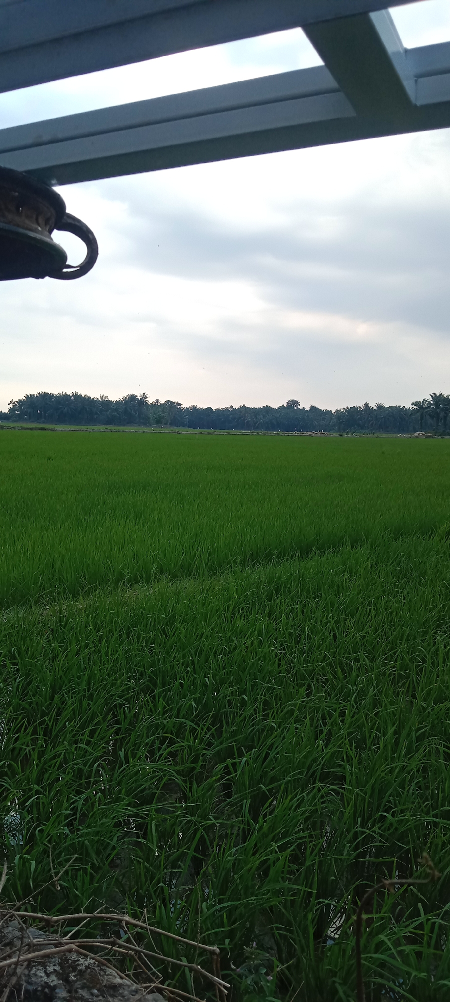 This is a photograph taken from an elevated perspective, looking out over a vast, lush green rice paddy. The sky above is overcast with a soft, diffused light, suggesting either early morning or late afternoon. In the foreground, a portion of a metallic structure, possibly a roof or awning, with visible beams is present, casting a shadow that cuts across the top of the image. To the left of this structure, a dark, curved object, possibly a decorative element or part of a mechanism, is partially visible.
The mid-ground is dominated by the vibrant green of the rice field, stretching towards a dense treeline in the distance. This treeline appears to be composed of various palm trees, characteristic of tropical landscapes. The horizon is low, with the sky taking up a significant portion of the frame. The foreground also shows a patch of rough terrain with dry branches and stones, contrasting with the smooth expanse of the paddy.
The overall impression is one of agricultural tranquility and natural beauty. Given the context provided of Puloblang, Indonesia, this scene depicts a typical rural or semi-rural landscape where rice cultivation is prevalent. The image captures a moment of calm under a cloudy sky, showcasing the verdant expanse of the rice paddies and the surrounding tropical vegetation. There are no people visible in the image, and no overt actions or interactions are depicted. The focus is purely on the environment and the agricultural landscape.