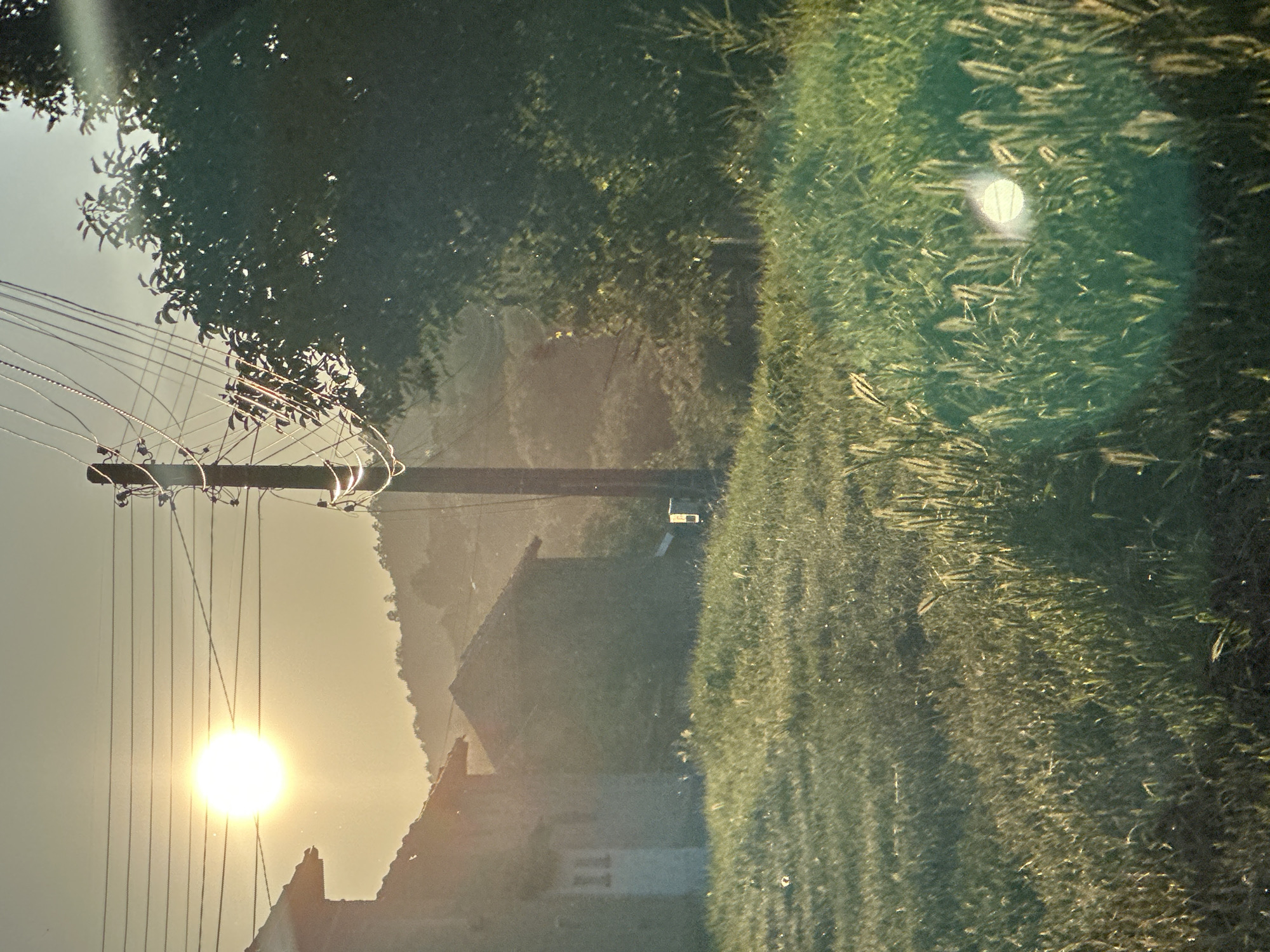 This image captures a tranquil rural landscape in Slavyani, Bulgaria, during either sunrise or sunset, characterized by warm, golden light.
The primary subject is the brilliant, intensely bright sun, positioned in the lower-left quadrant of the frame (if rotated to a standard horizontal orientation). It emits strong rays and creates noticeable lens flares. A dark, wooden utility pole stands vertically in the mid-ground on the left, with multiple thin electrical wires extending horizontally across the sky. These wires reflect the sunlight, creating bright streaks.
The sky, occupying the left side of the image, is a clear, bright expanse, transitioning from a radiant white around the sun to a soft, pale yellow and orange hue higher up. Dense, dark green foliage from trees forms a canopy along the top edge of the frame, silhouetted against the bright sky. Further to the right, in the background, more trees or hills are visible, covered in vegetation.
In the middle distance, below the distant hills and behind the utility pole, several buildings, likely houses, are visible as dark silhouettes against the bright horizon. One structure in the lower-middle section exhibits a distinct roofline and a chimney.
The right side of the image is dominated by a vibrant green grassy field, stretching from the foreground to the mid-ground. The low sun illuminates individual blades and stalks of grass, creating rich texture and bright highlights. A distinct, circular lens flare is also visible within this grassy area in the upper-right quadrant.
The scene depicts a peaceful moment in nature, with no explicit human or animal activity. The strong backlighting, golden hues, and the low position of the sun are characteristic of either dawn or dusk, creating a serene and atmospheric setting. The air appears slightly hazy, diffusing the light and enhancing the overall warm glow. There is no visible text in the image.