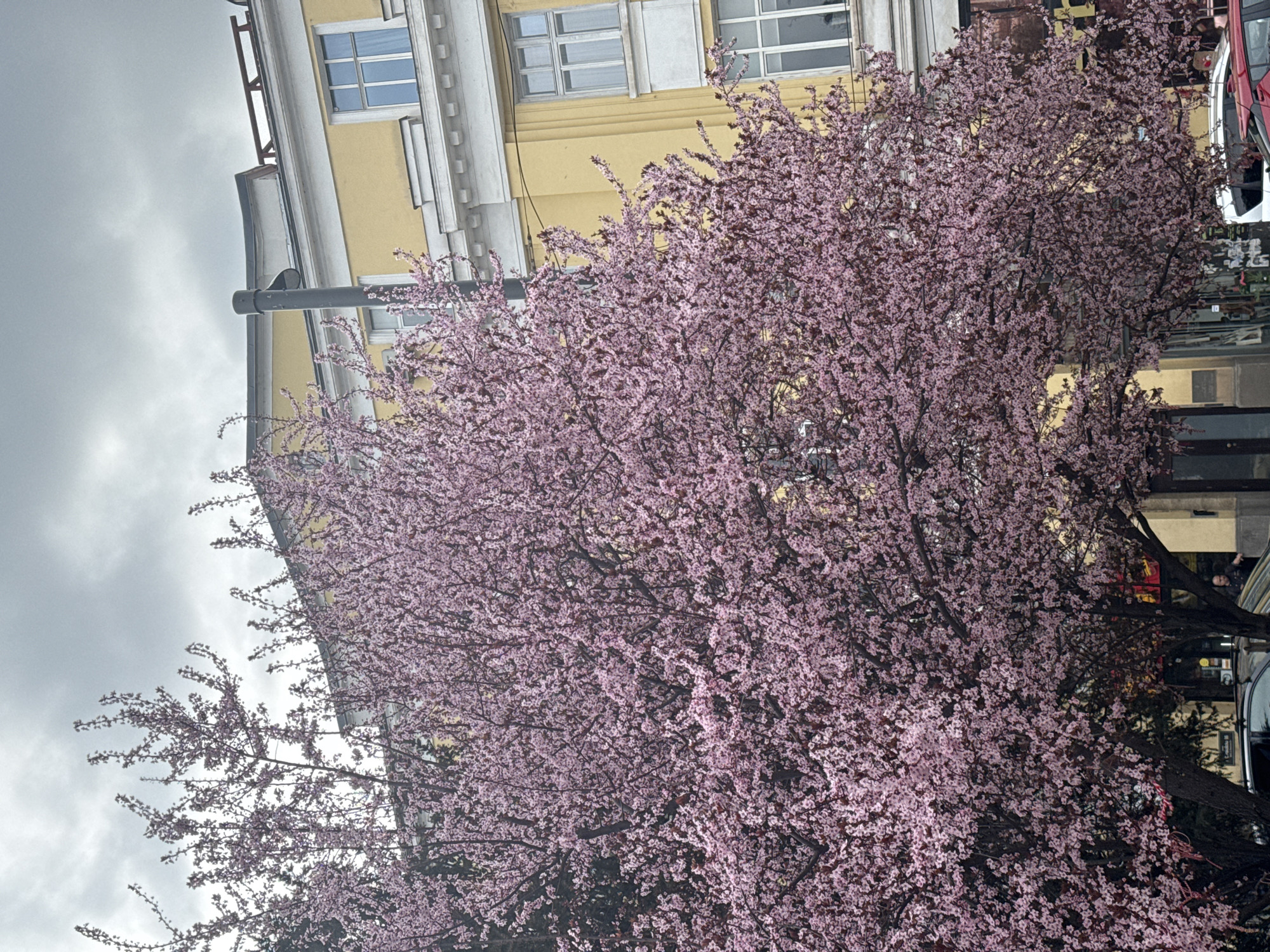 The image depicts a street scene in Sofia, Bulgaria, notable for a blooming tree with small pink flowers. The tree is positioned in the foreground, partially obscuring the building behind it, which is light yellow with white window frames. The sky is overcast, suggesting a cloudy day. The tree's branches are densely covered in blossoms, creating a vibrant display against the muted backdrop. To the right, a glimpse of a car and possible street furniture can be seen. Overall, the scene captures an urban environment enhanced by the presence of flowering trees.