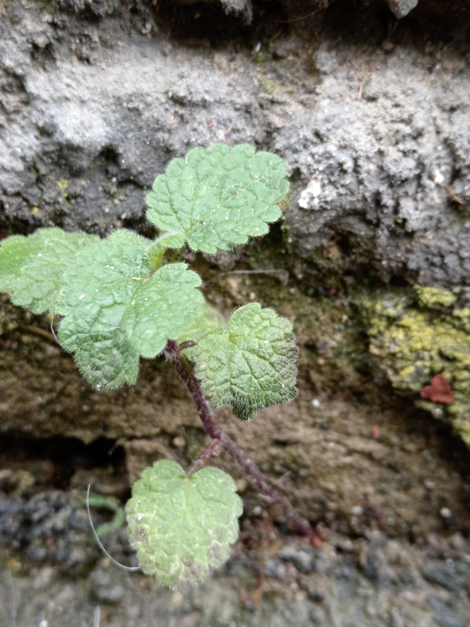 A close-up shot focuses on a small, leafy green plant growing out of a rough, textured stone surface. The plant has several heart-shaped leaves with serrated edges, covered in fine, downy hairs. The stem of the plant is a reddish-purple color. The stone surface is a mixture of gray and brown, with some patches of green moss or lichen on the right side. The background is blurred, suggesting the focus is on the plant and its immediate surroundings. The image appears to be taken outdoors, possibly in a natural or urban environment where such growth is possible. There are no people or animals visible in the frame. The lighting suggests it is daytime. The specific location in Uchkeken, Russia, cannot be determined from the visual information alone.