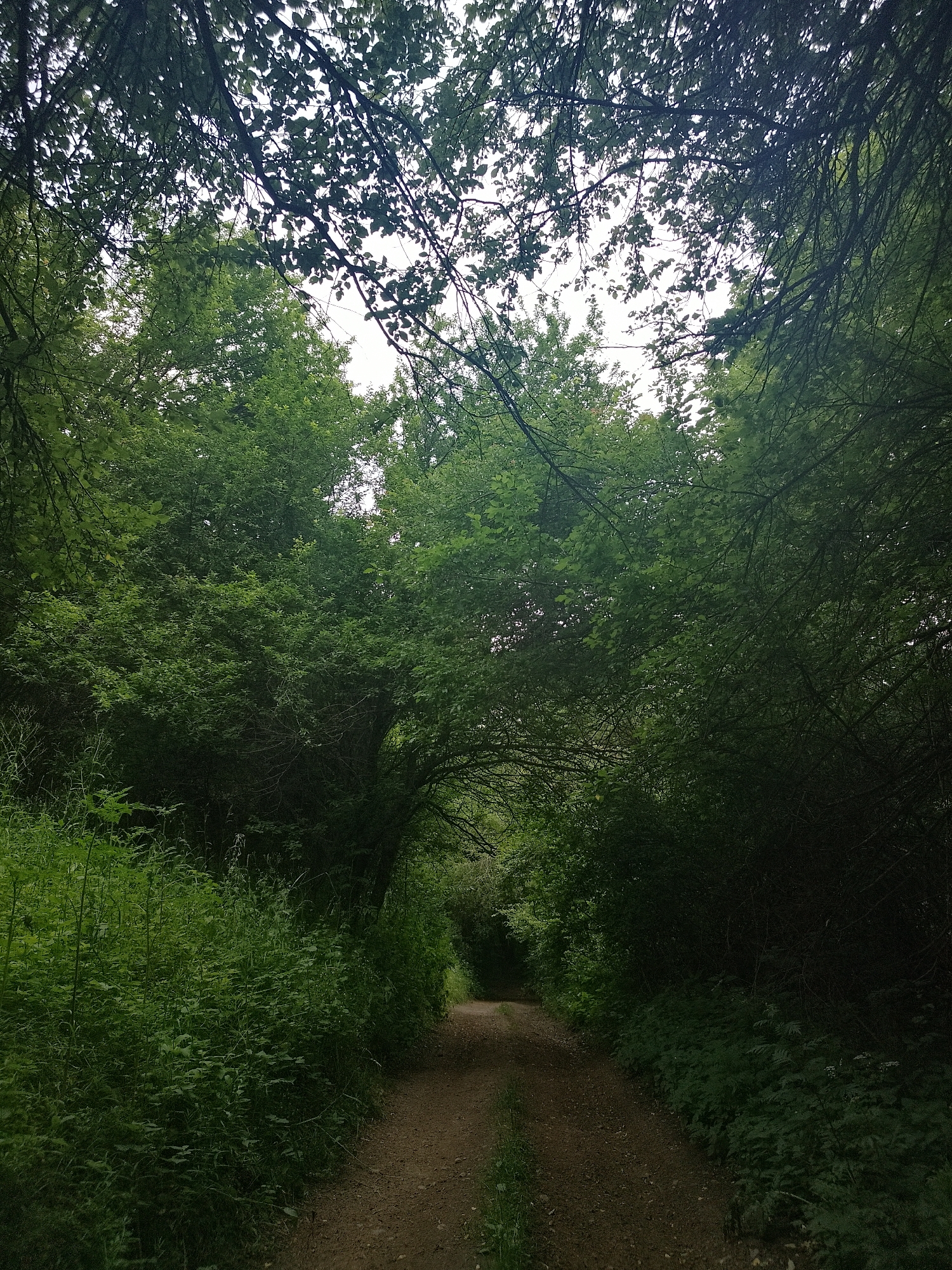 The image depicts a dirt path winding through a dense forest in Sofia, Bulgaria. The path is lined with lush green foliage and overhanging tree branches that create a natural tunnel effect. The sky is overcast, casting a soft, diffused light on the scene. The path appears to be well-trodden, suggesting it is frequently used. There are no people or animals visible in the image. The environment is serene and natural, with a focus on the greenery and the earthy tones of the path. The overall impression is one of a peaceful walk through nature.