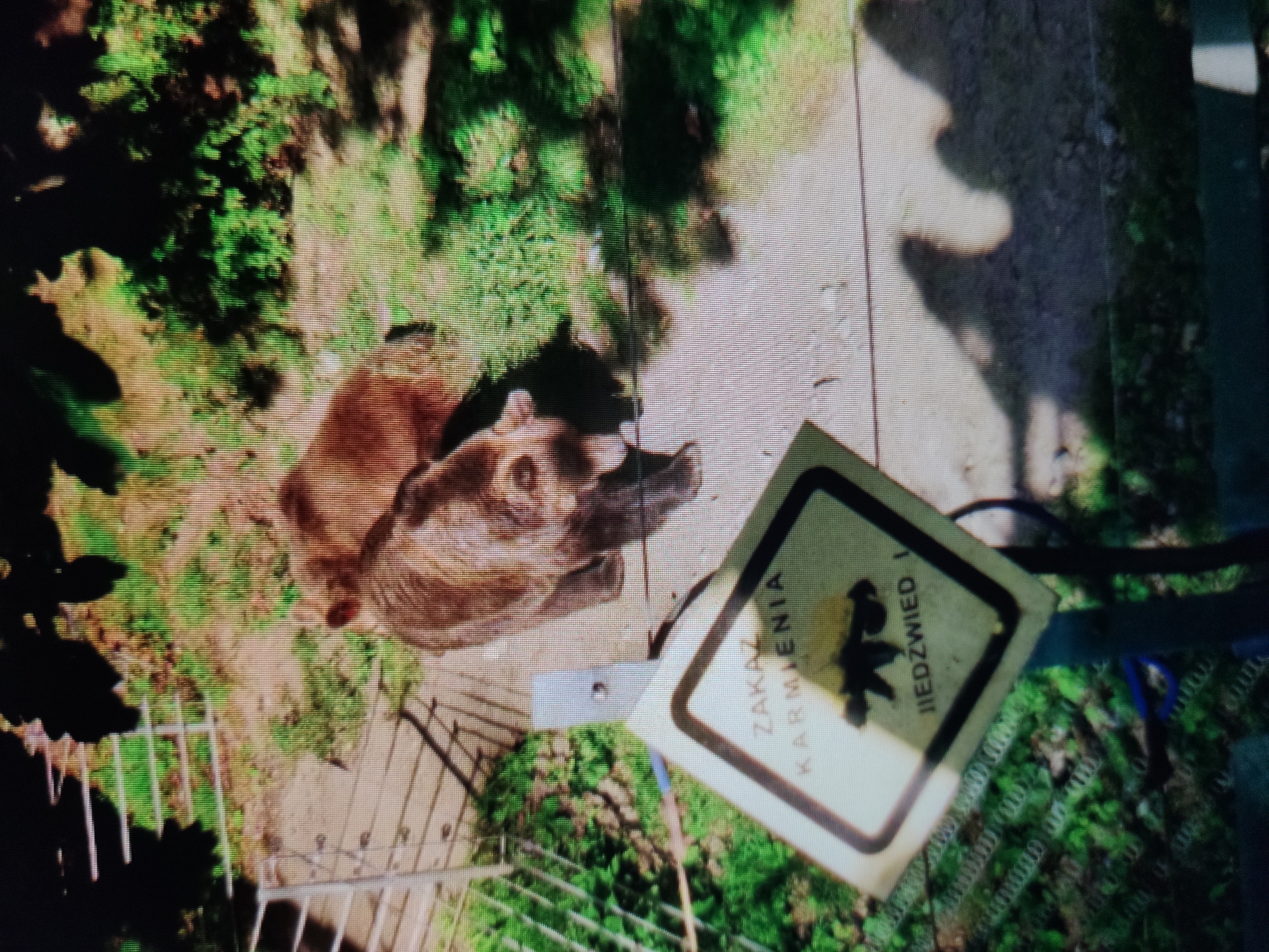 In an outdoor enclosure, likely a zoo or sanctuary, two brown bears are visible. One bear, positioned in the foreground, is facing towards the left and appears to be walking. The other bear is behind it, also facing left. In the foreground, a yellow diamond-shaped sign with a black border is mounted on a pole. The sign contains Polish text reading "ZAKAZ KARMIENIA" which translates to "DO NOT FEED," and a black silhouette of a bear, indicating that feeding bears is prohibited. The ground appears to be paved or dirt, with some greenery and shadows present. The location is identified as the city of Kalush, Ukraine.