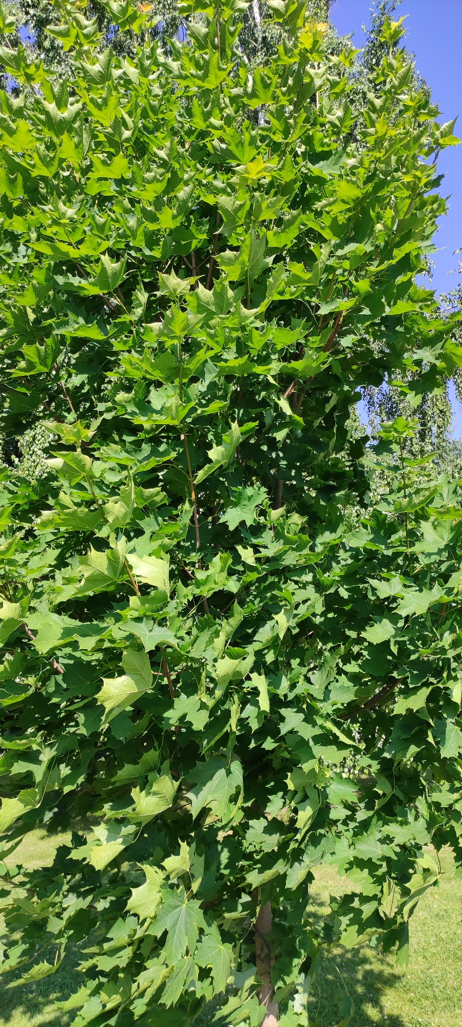 A close-up, eye-level shot features a vibrant green maple tree in full leaf, occupying most of the frame. Sunlight filters through the dense canopy, creating dappled shadows on the leaves and casting them in varying shades of green. The tree's trunk is visible near the bottom right, with its branches reaching upwards and outwards. In the background, hints of a clear blue sky are visible, as well as the blurred foliage of other trees and a patch of green grass. The setting appears to be a well-maintained outdoor area, consistent with a park or residential garden, potentially within the Ангелово Клубная Резиденция in Russia, given the context. There are no people or animals in the image. The overall impression is one of a healthy, sun-drenched deciduous tree in a natural or landscaped environment.