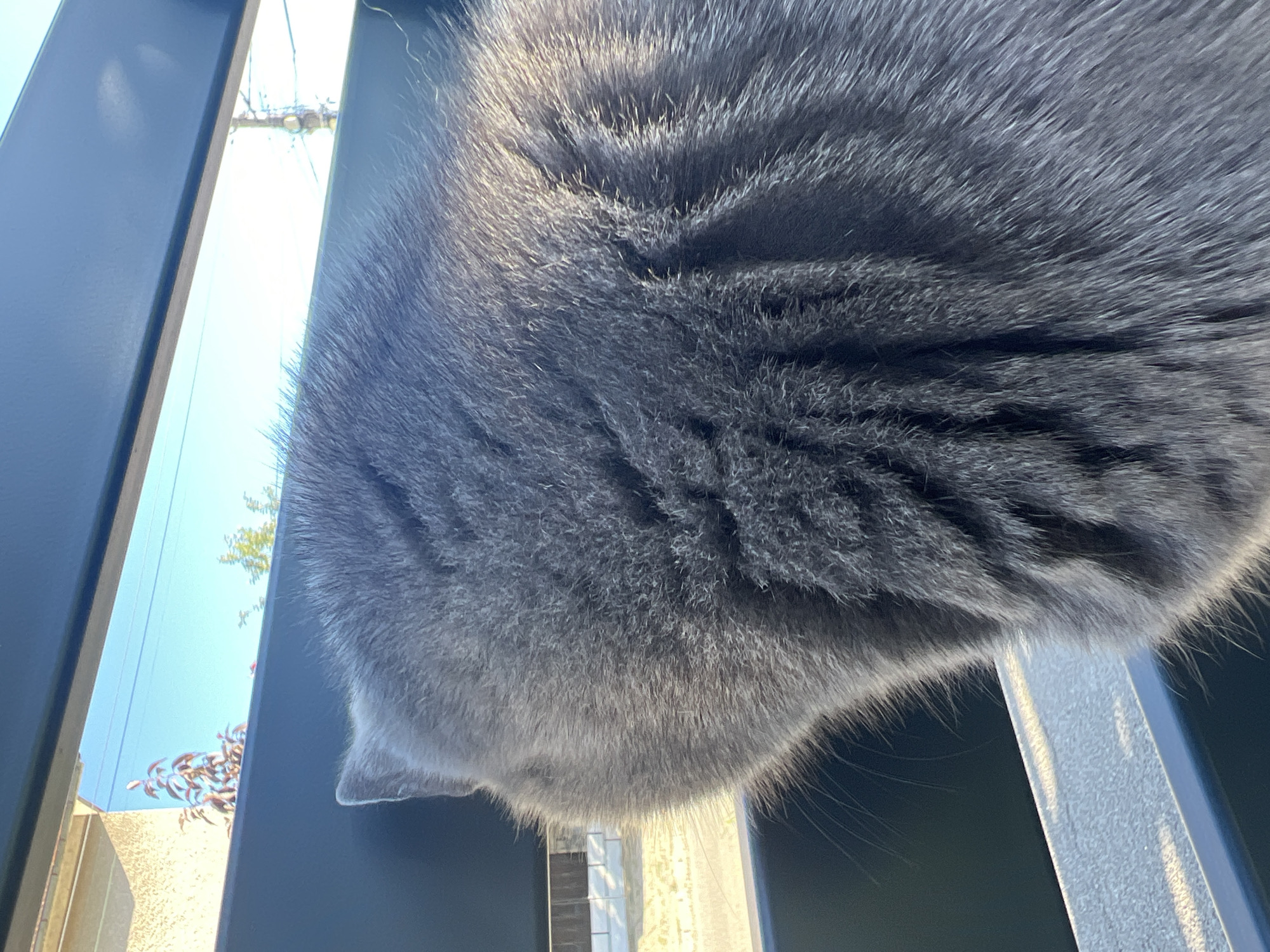 A grey cat is looking out through a black metal fence. The cat's head is turned away from the camera, and only its back and the side of its head are visible. The cat's fur is thick and appears to be a dark grey color. The fence is made of horizontal and vertical black metal bars. Through the fence, a bright blue sky is visible with some trees and a building in the distance. The lighting suggests it is daytime and sunny. The environment appears to be an outdoor setting, possibly a garden or a yard.