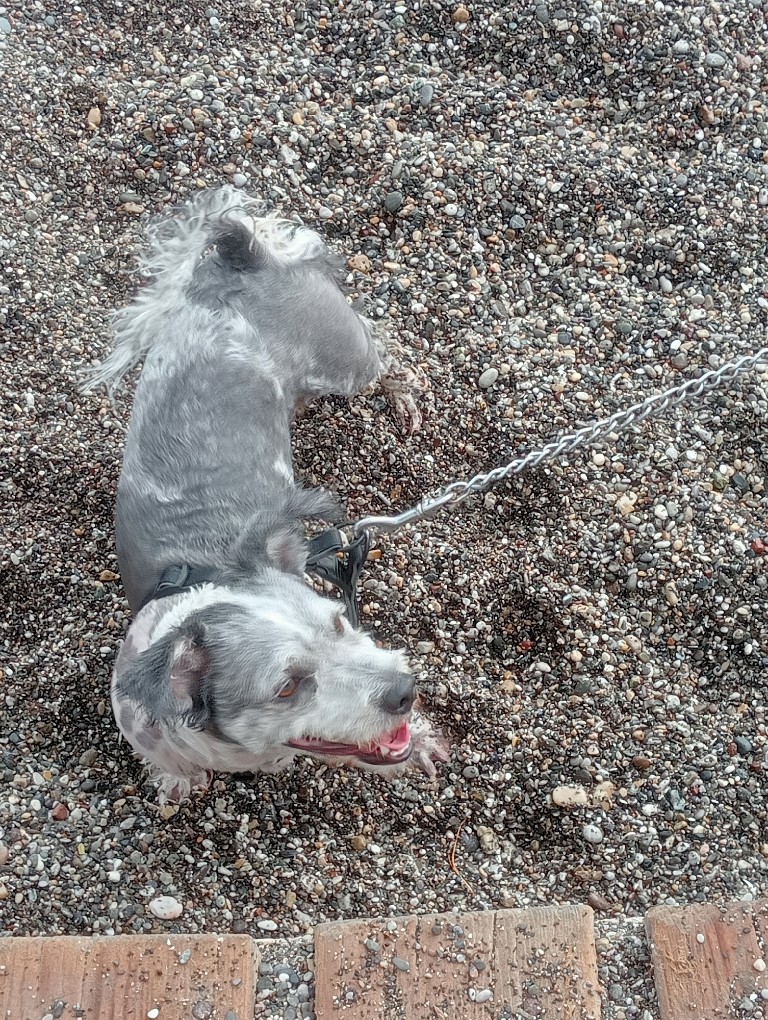 A grey and white dog with a scruffy coat is lying on a bed of small, multi-colored pebbles. The dog is wearing a black collar and a leash that extends to the right. The dog's mouth is open, and its tongue is visible. In the foreground, there are two wooden planks. The scene appears to be outdoors, possibly in Fethiye, Turkey, given the pebble beach common in the region.
