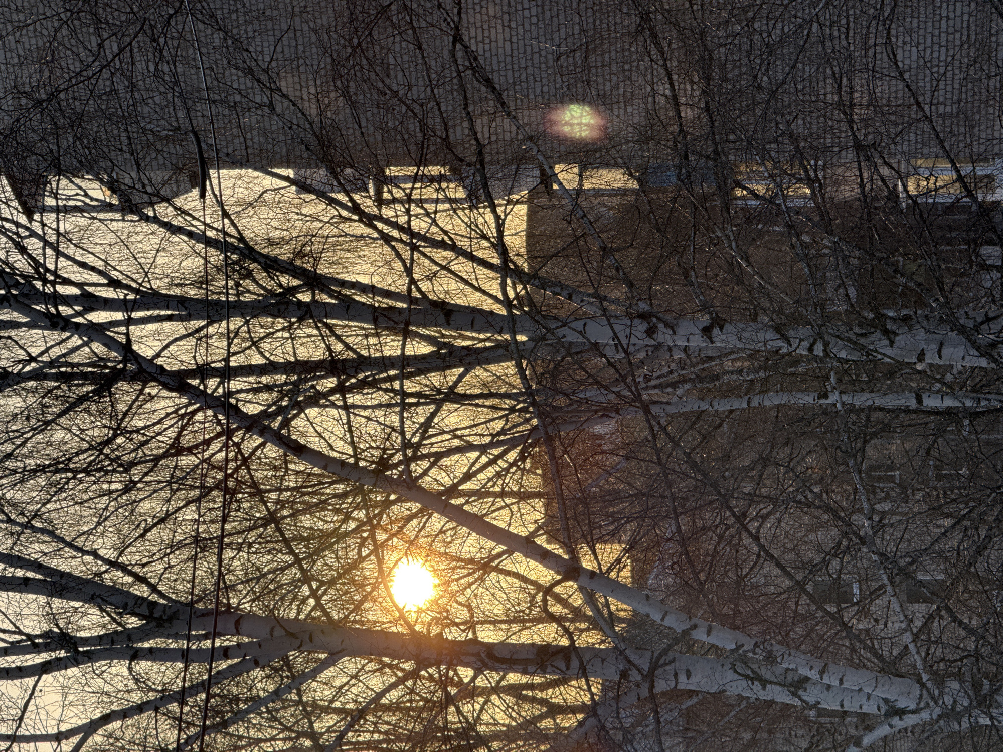 The image captures an outdoor urban scene in Chaikovsky, Russia, during either sunrise or sunset. The sun, a bright golden disc, is visible on the left side, partially obscured by the dense, bare branches of several deciduous trees, including prominent birch trees with white bark. The sky behind the trees presents a soft orange-yellow gradient. In the background, dark, multi-story brick buildings are visible, partially silhouetted and interlaced with the tree branches. Windows on these buildings reflect light. A distinct green and orange lens flare is present in the lower-right portion of the frame. Horizontal power lines are discernible running across the mid-ground. No human figures or actions are depicted.
