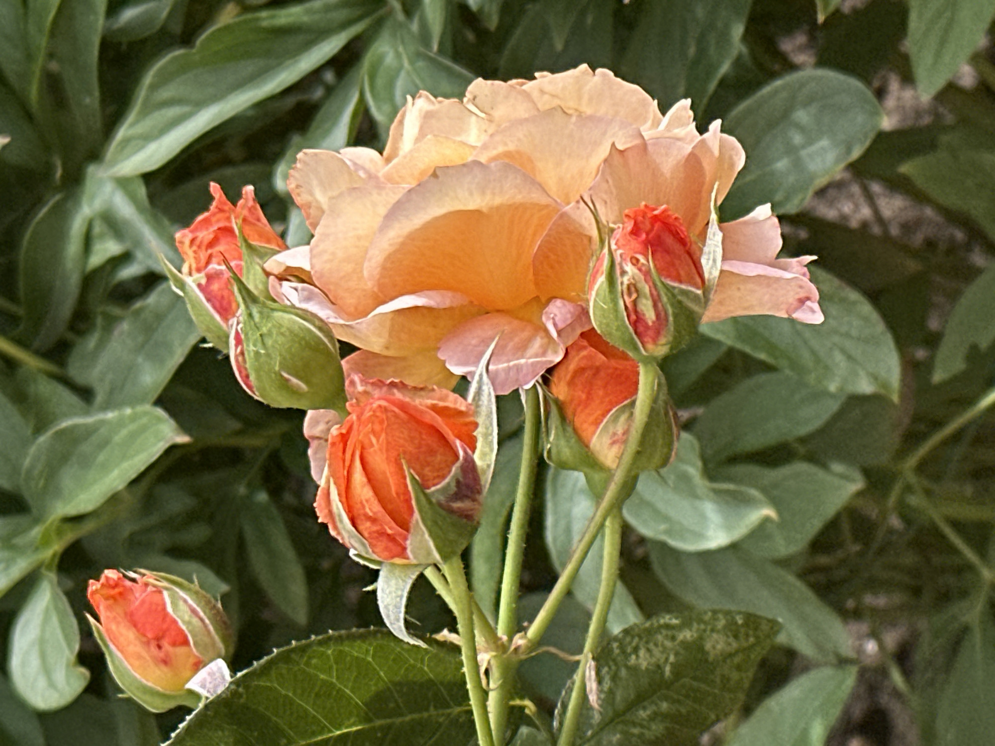 A close-up, eye-level, outdoor shot captures a cluster of orange rosebuds and a partially opened peach-colored rose against a backdrop of blurred green leaves. The rosebuds are tightly furled with hints of red peeking through their green sepals. The main rose bloom displays soft, layered petals in shades of peach and light orange, with a few smaller pink petals interspersed. The stems are thin and green, with visible thorns on one. The lighting suggests it is daytime, likely in a garden setting. The image is located in Podolsk, Russia.