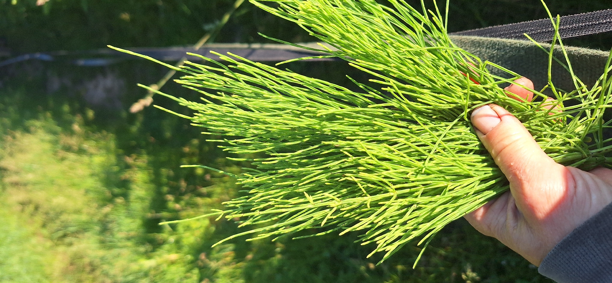 A hand holds a bunch of bright green horsetail plants in an outdoor setting. The background is blurred, showing a grassy area with sunlight creating dappled shadows. A dark, textured object, possibly a fence or netting, is visible on the right side of the frame. The image is taken from a close-up perspective, focusing on the details of the plant's thin, segmented stems.