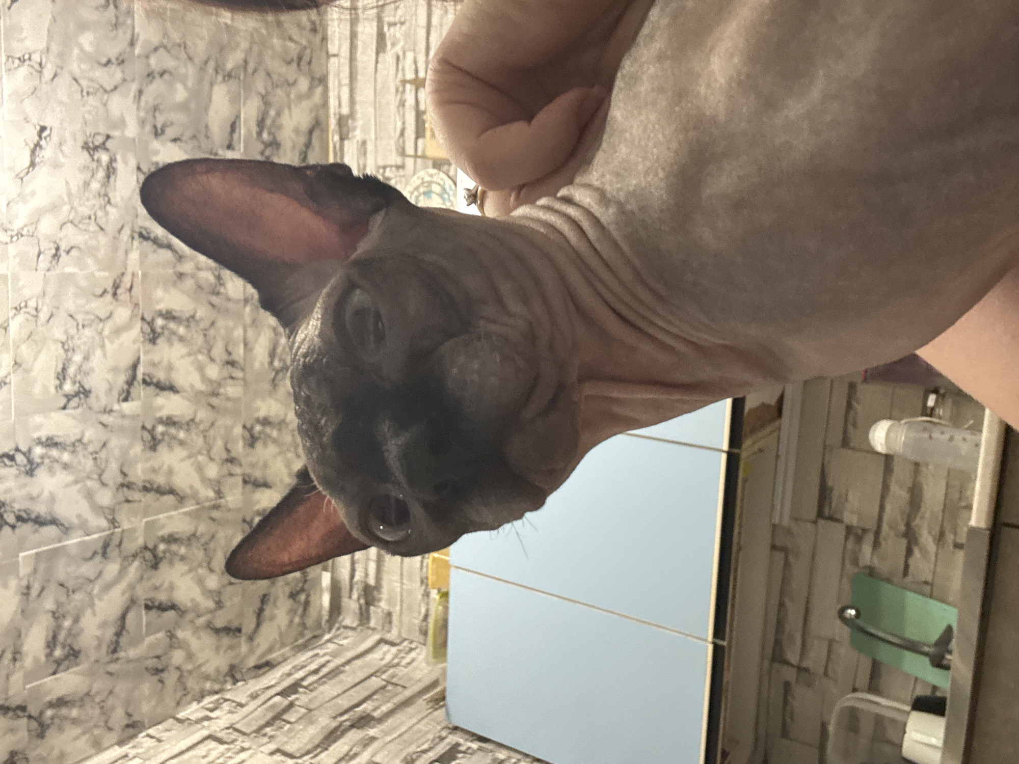 A close-up, low-angle shot shows a Sphynx cat's head and upper body in the foreground, its skin wrinkled. The cat has large, prominent ears and its eyes are directed slightly upwards and to the left. A human hand is visible to the right of the cat, gently touching its neck or shoulder. Behind the cat, a tiled wall with a gray, marble-like pattern is visible. To the left, there is a light blue cabinet with white trim. The lower part of the image reveals a countertop with a faucet, a green mat, and a clear bottle with a white cap. The scene appears to be indoors, likely in a kitchen or bathroom, and the location is not specified as Sochi, Russia.